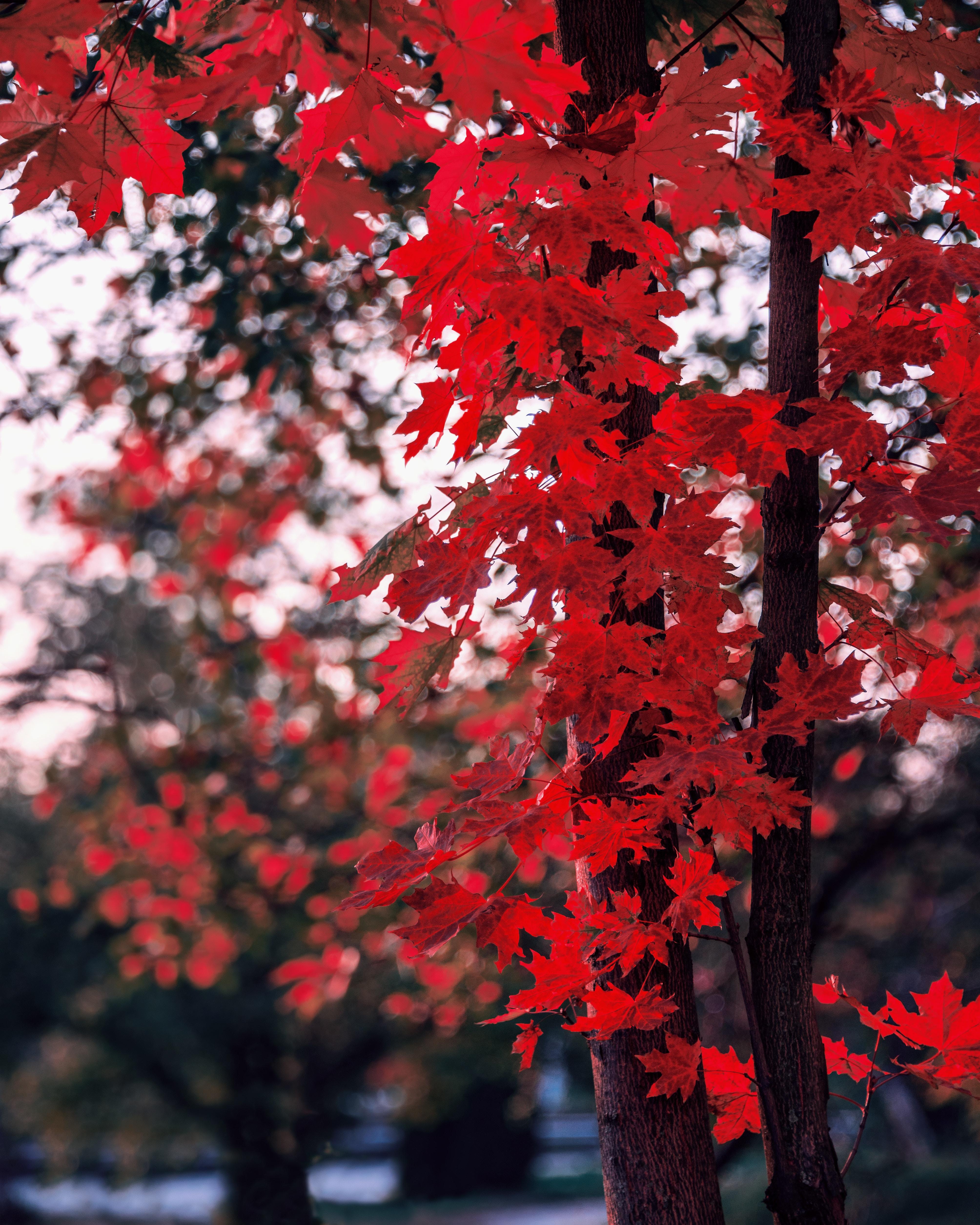 Red Tree Leaves Anime Wallpapers Wallpaper Cave