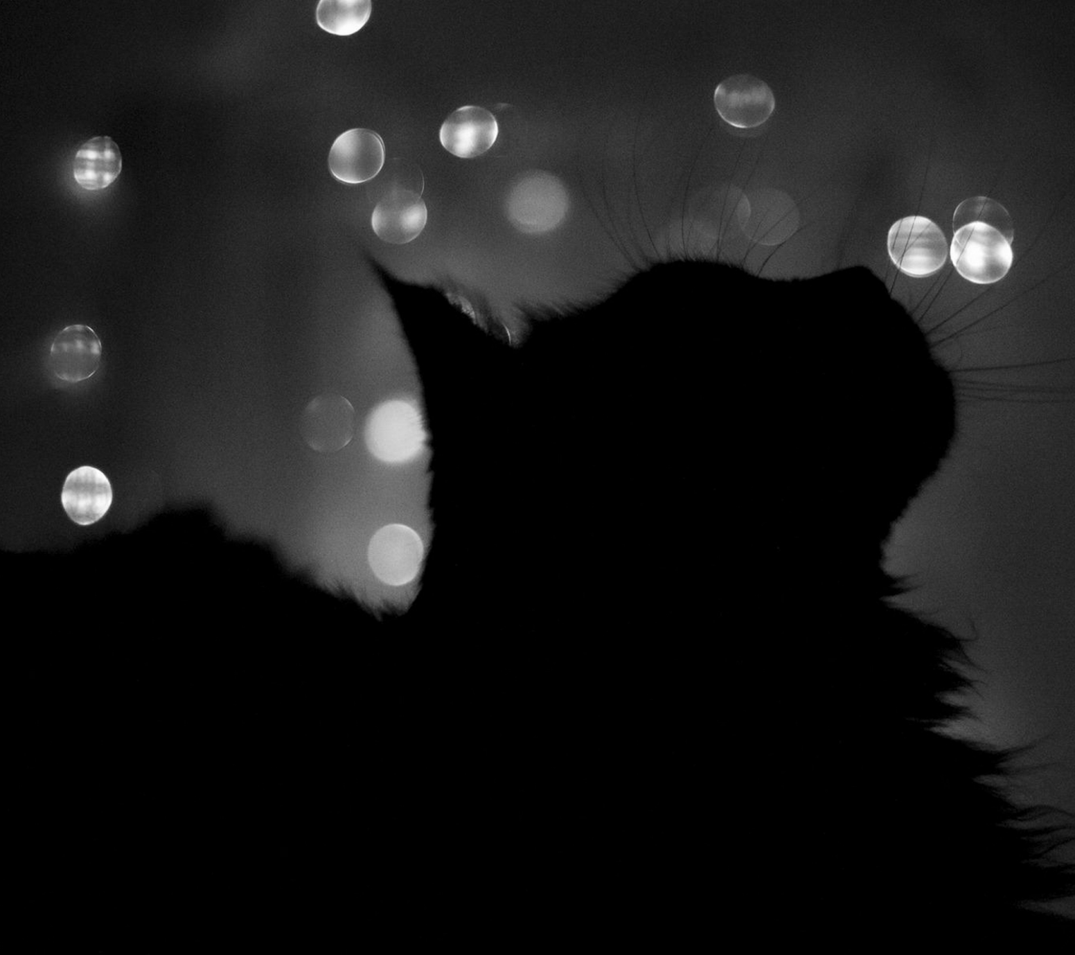 Cute Black And White Wallpapers Wallpaper Cave