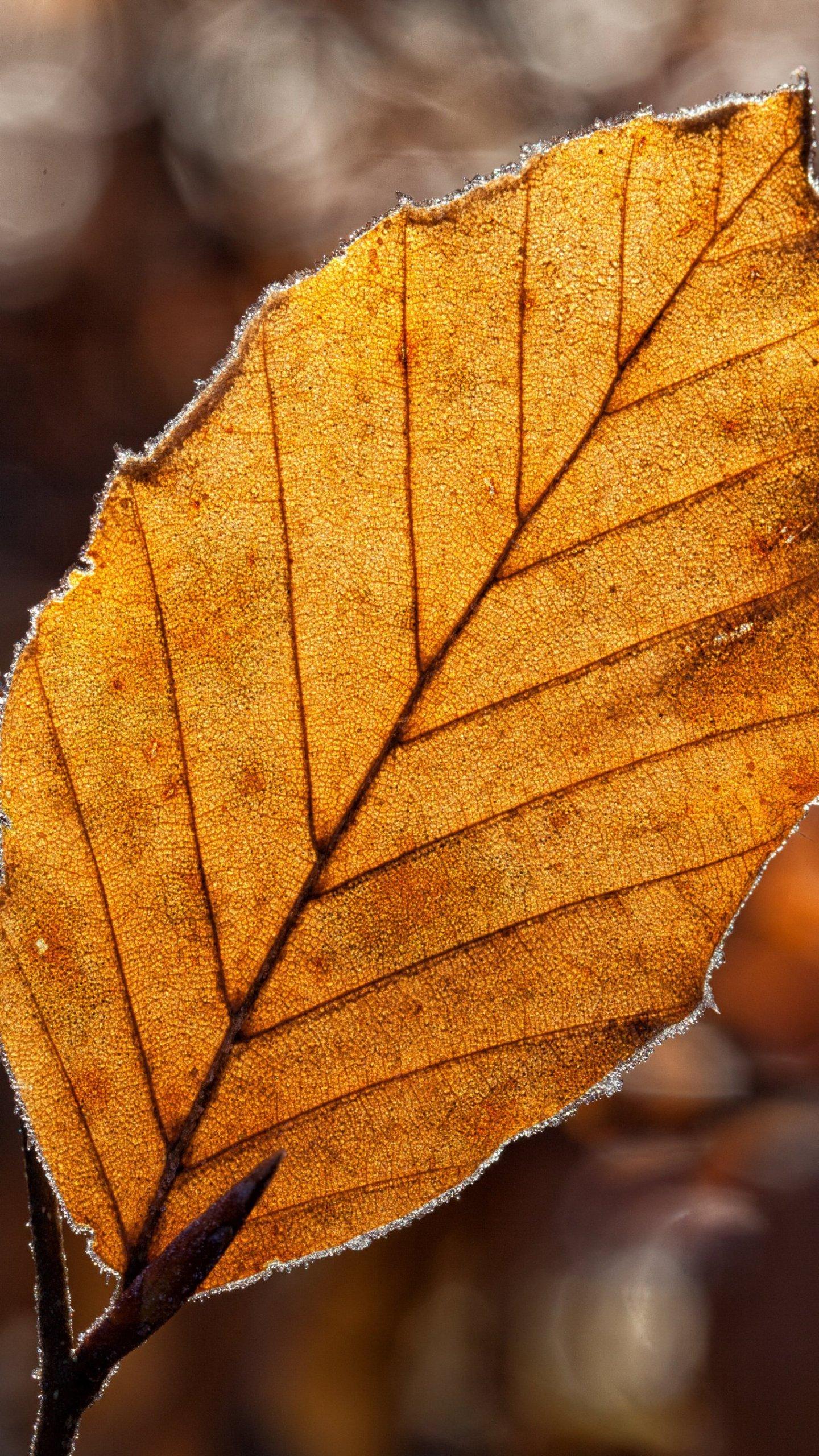 Android Brown Leaves Wallpapers Wallpaper Cave