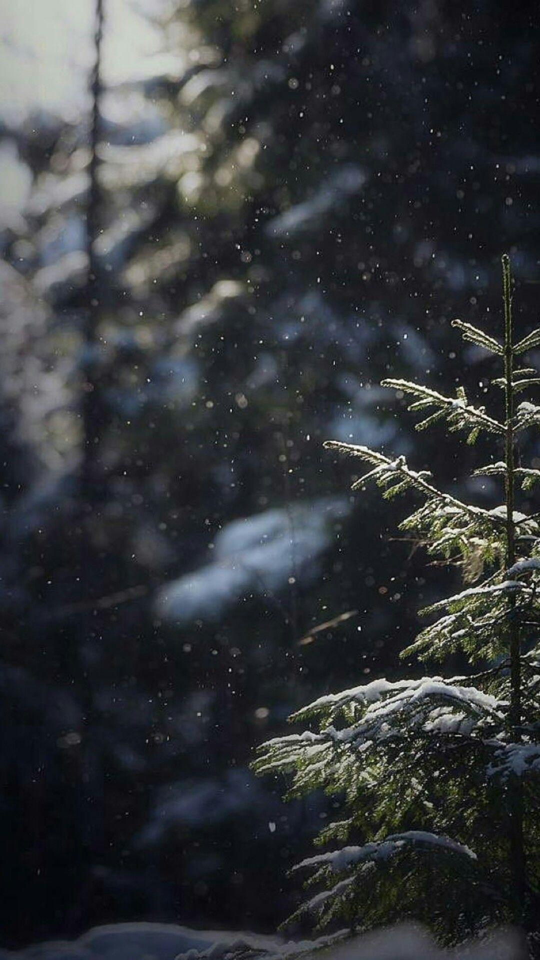 Winter Wonderland Aesthetic Wallpapers Wallpaper Cave