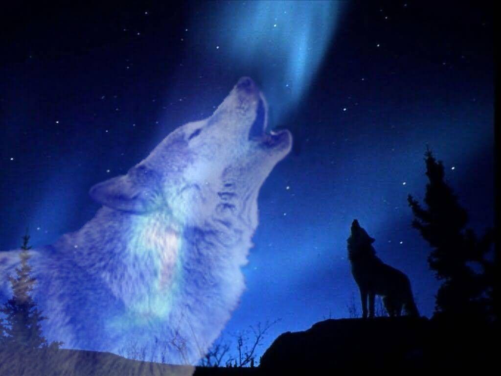 Spirit Wolf Computer Wallpapers Wallpaper Cave