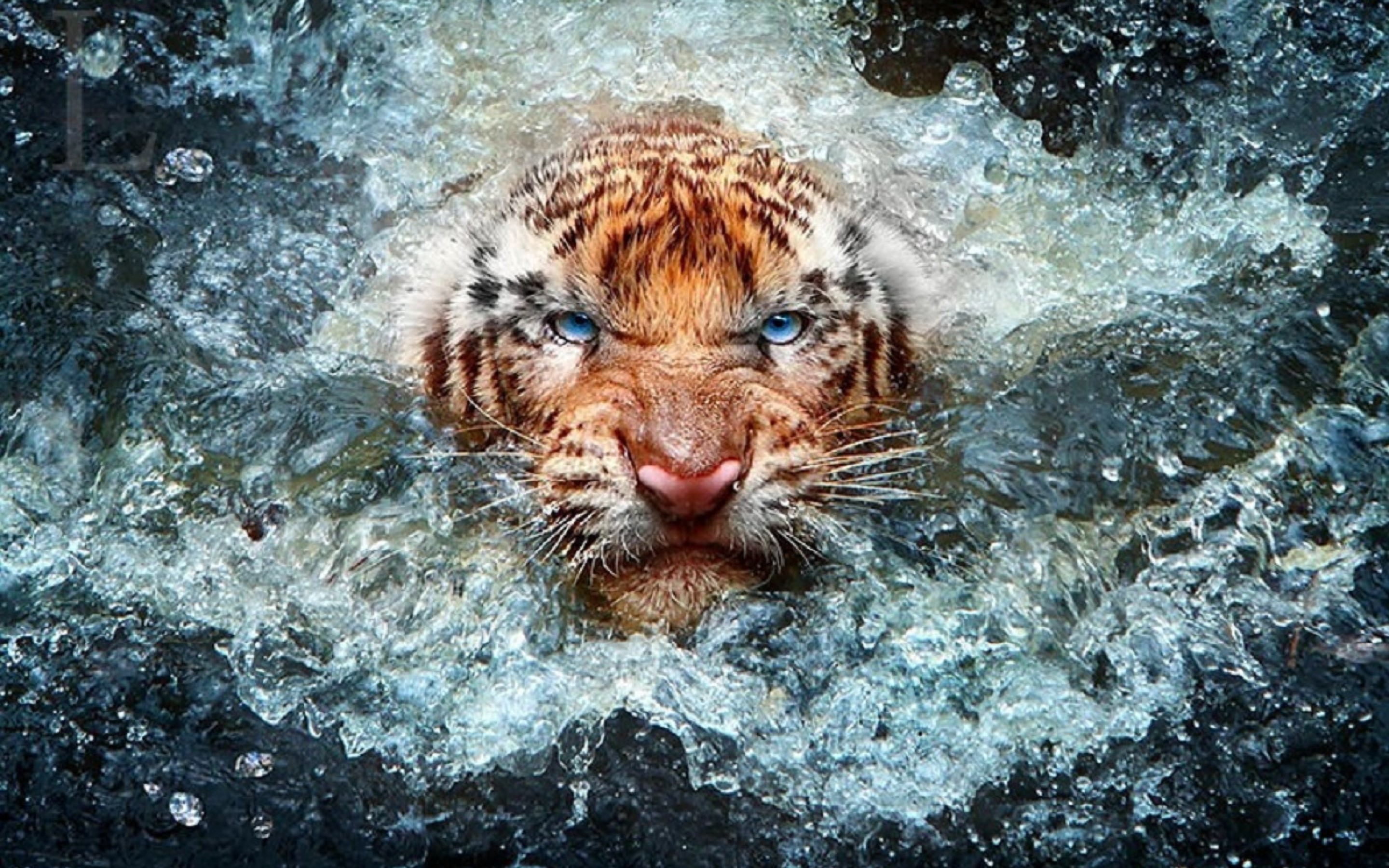 Animal Photography Wallpaper