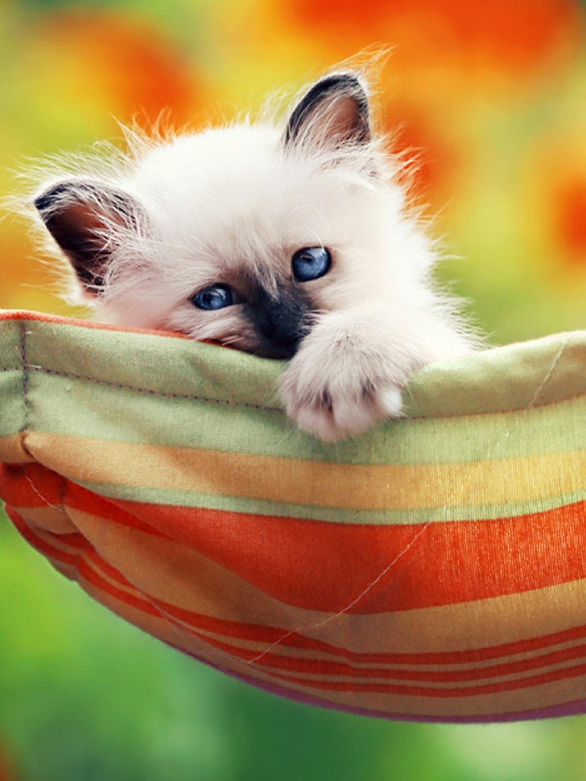 Cute Kittens Mobile Wallpapers Wallpaper Cave