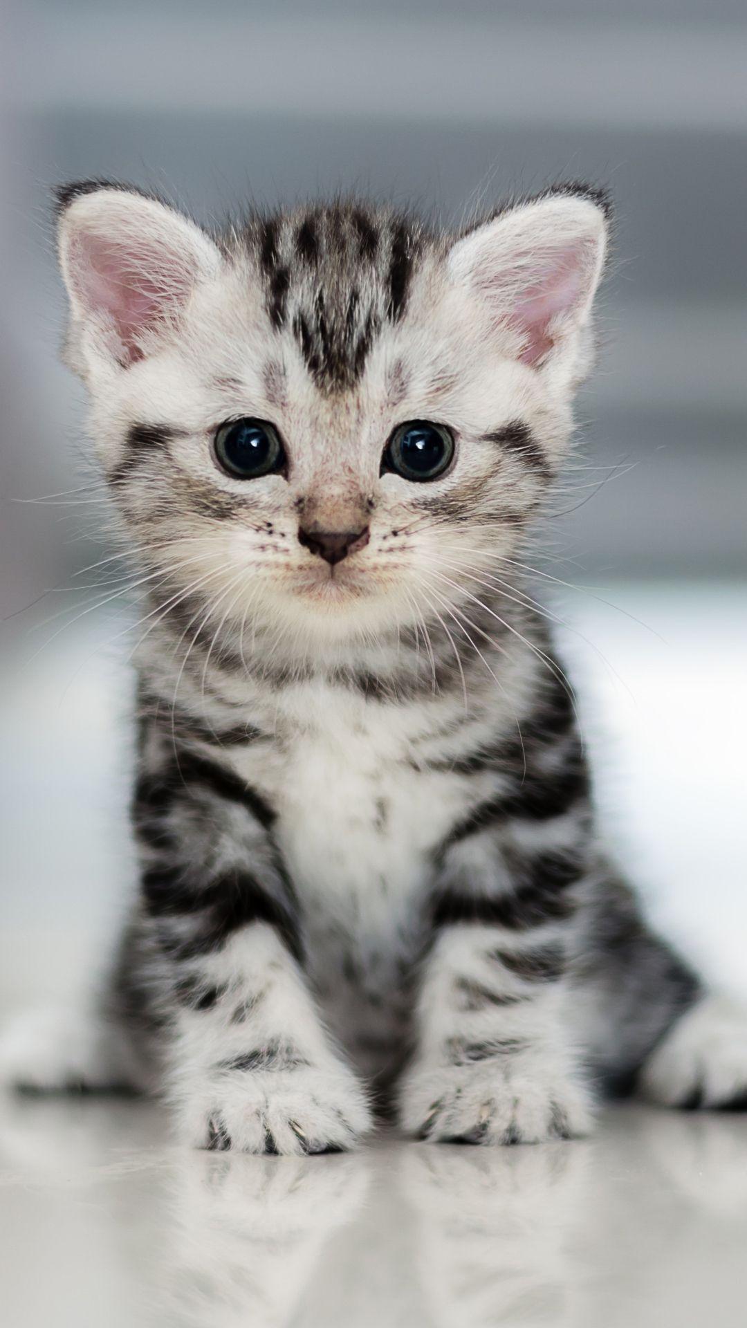 Cute Kittens Mobile Wallpapers Wallpaper Cave