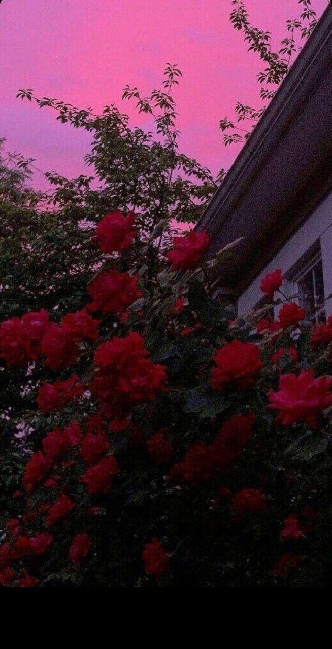 Aesthetic Red Flower Wallpapers Wallpaper Cave