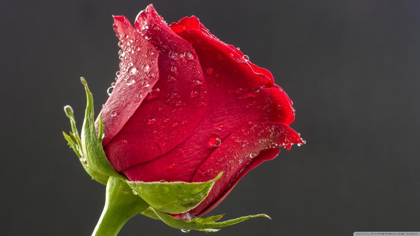 One Red Rose HD Desktop Wallpapers Wallpaper Cave