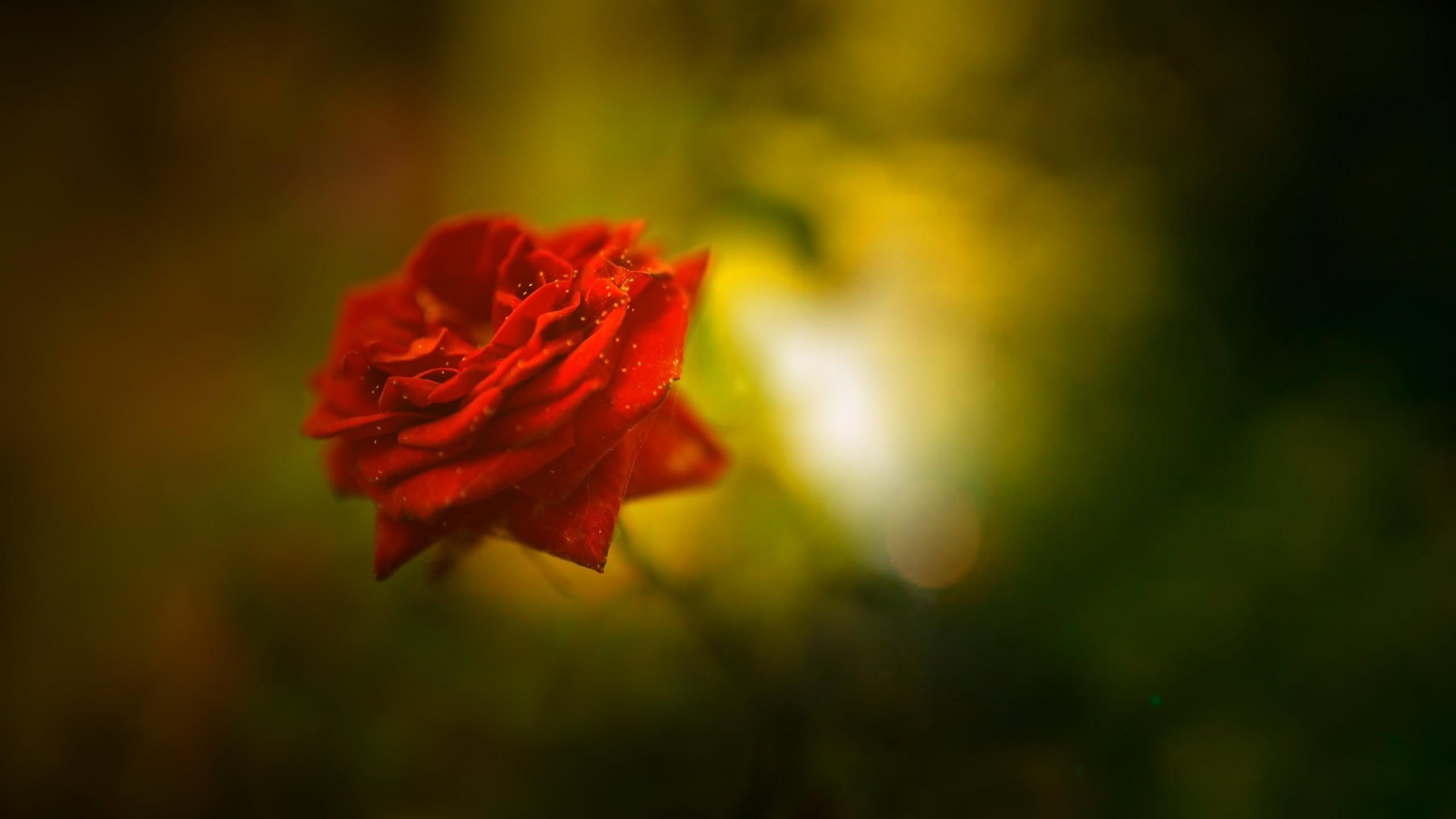 One Red Rose HD Desktop Wallpapers Wallpaper Cave