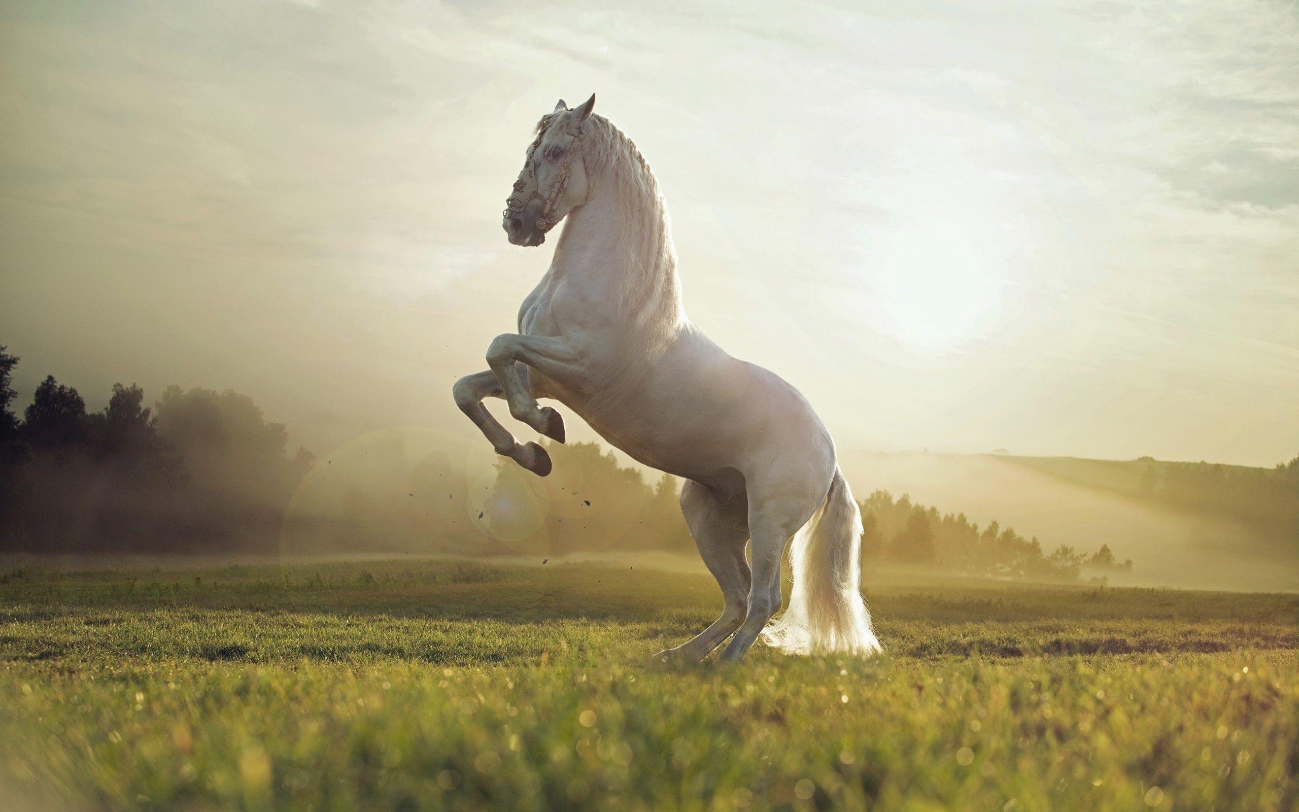 Aesthetic Sunset Horse Wallpapers Wallpaper Cave