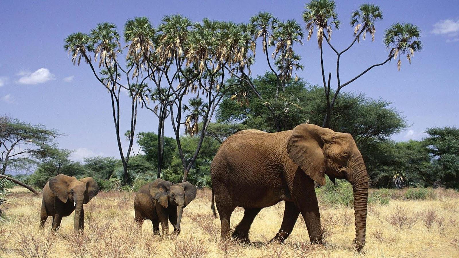 African Safari Elephants Wallpapers Wallpaper Cave
