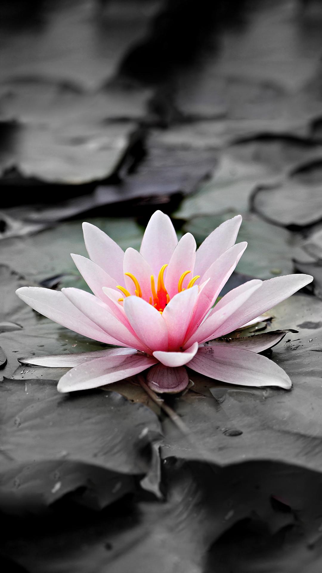 Best For My Phone Wallpapers Wallpaper Cave