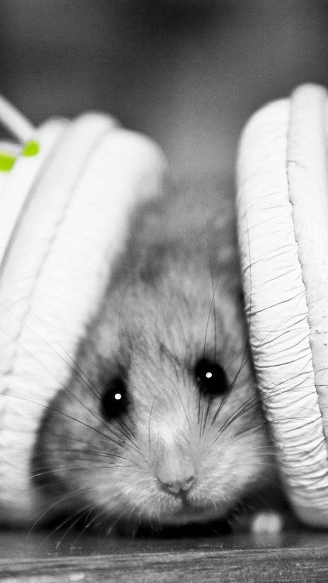 Black And White Hamster Wallpapers Wallpaper Cave