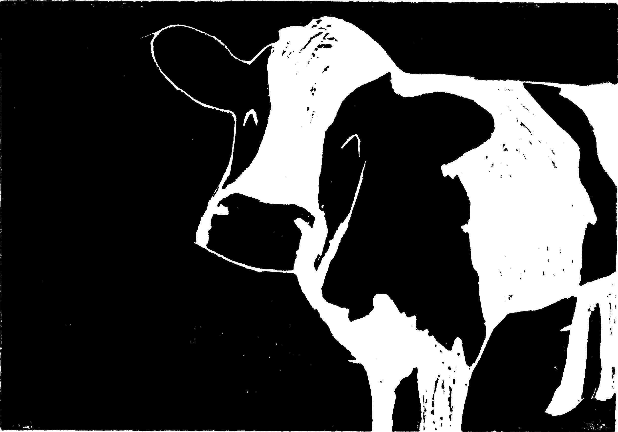 Cow Print Computer Wallpapers Wallpaper Cave