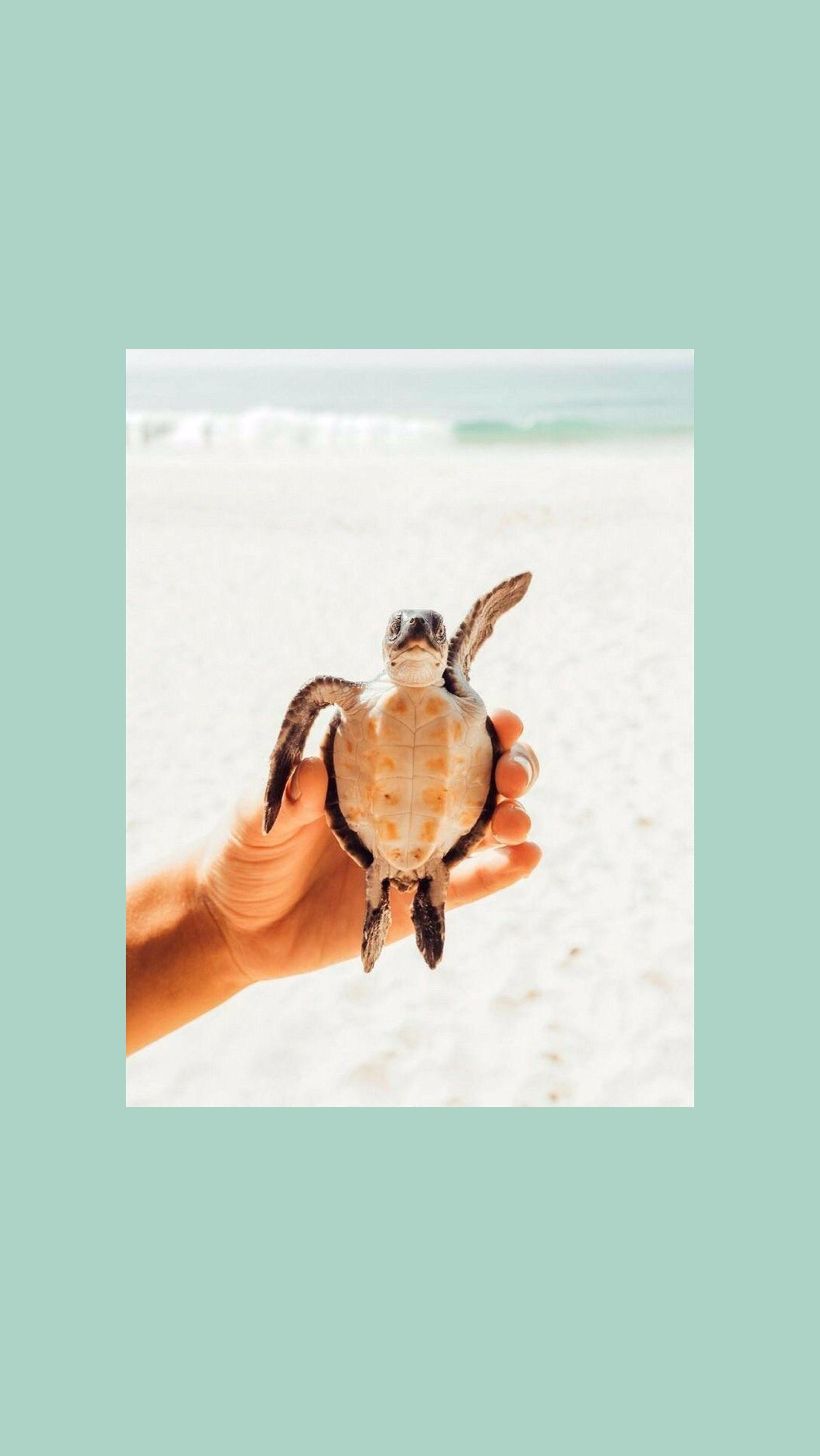 VSCO Turtle Wallpapers Wallpaper Cave