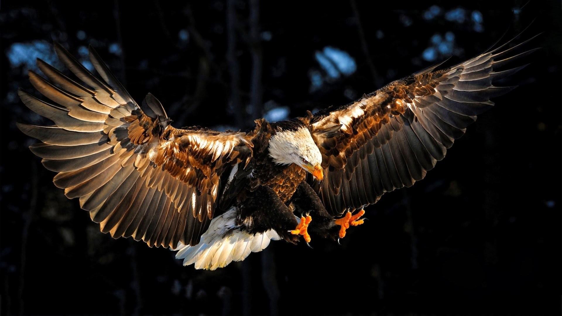Flying Eagle Hd Desktop Wallpapers Wallpaper Cave