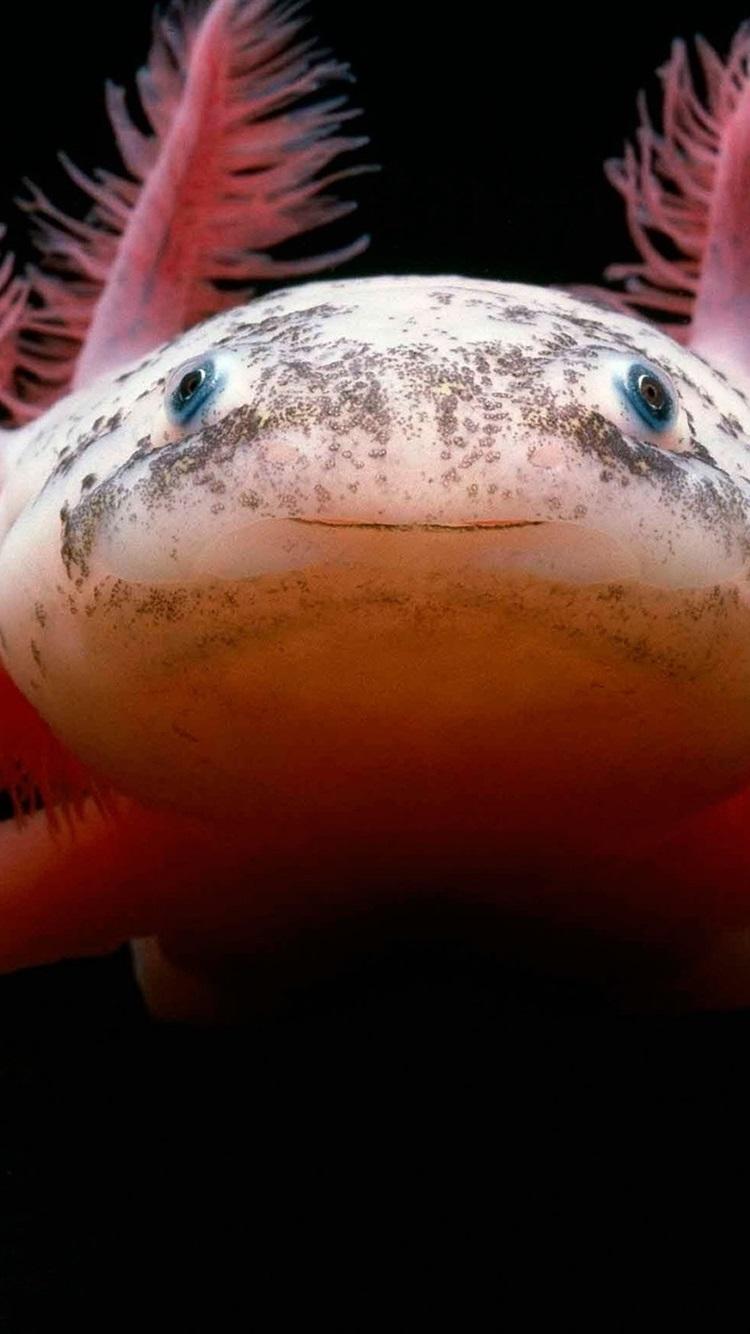 Axolotl Phone Wallpapers Wallpaper Cave