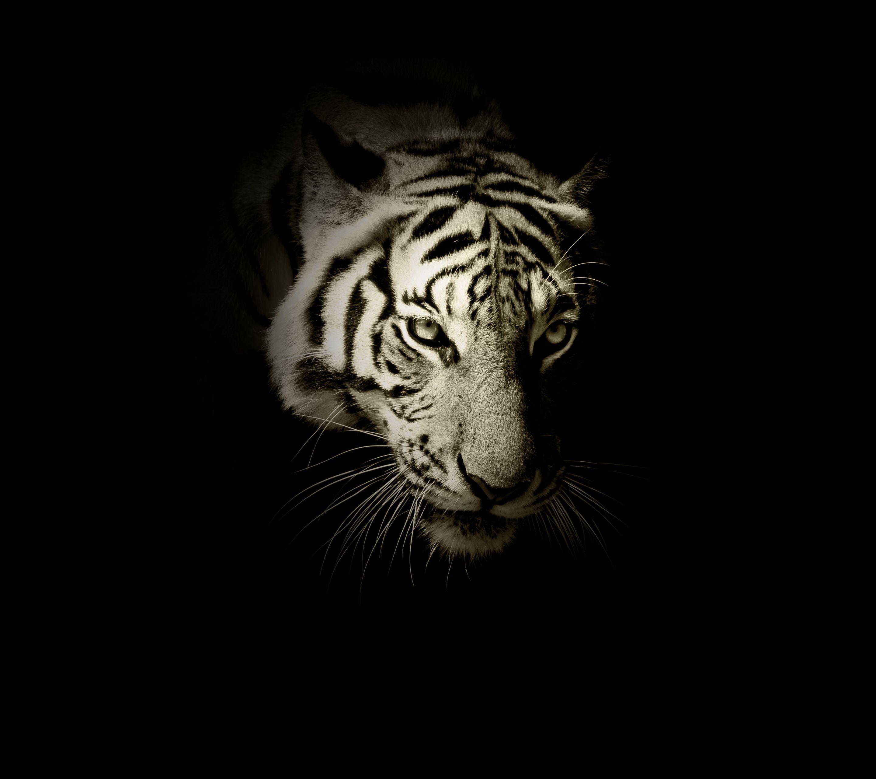 Black And White Tigers Wallpapers Wallpaper Cave