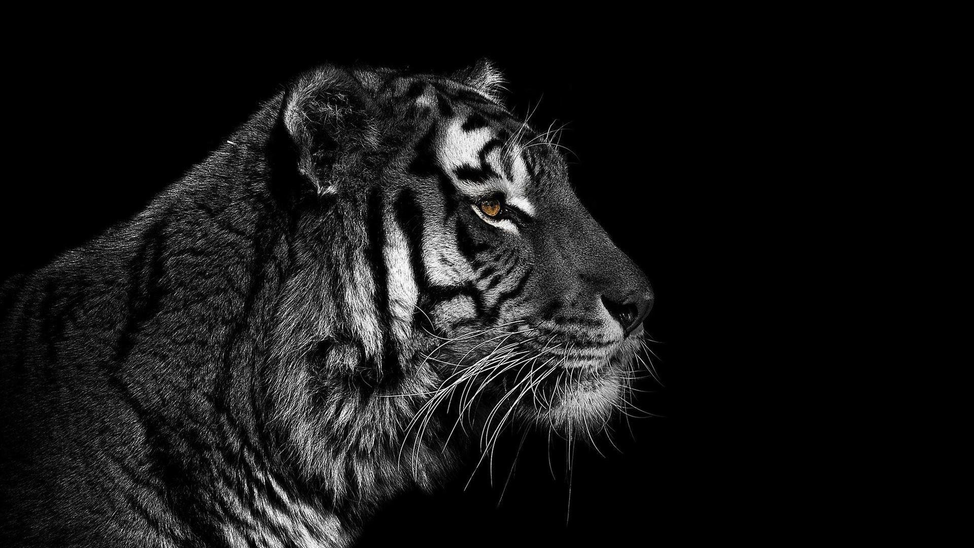 Black And White Tigers Wallpapers Wallpaper Cave