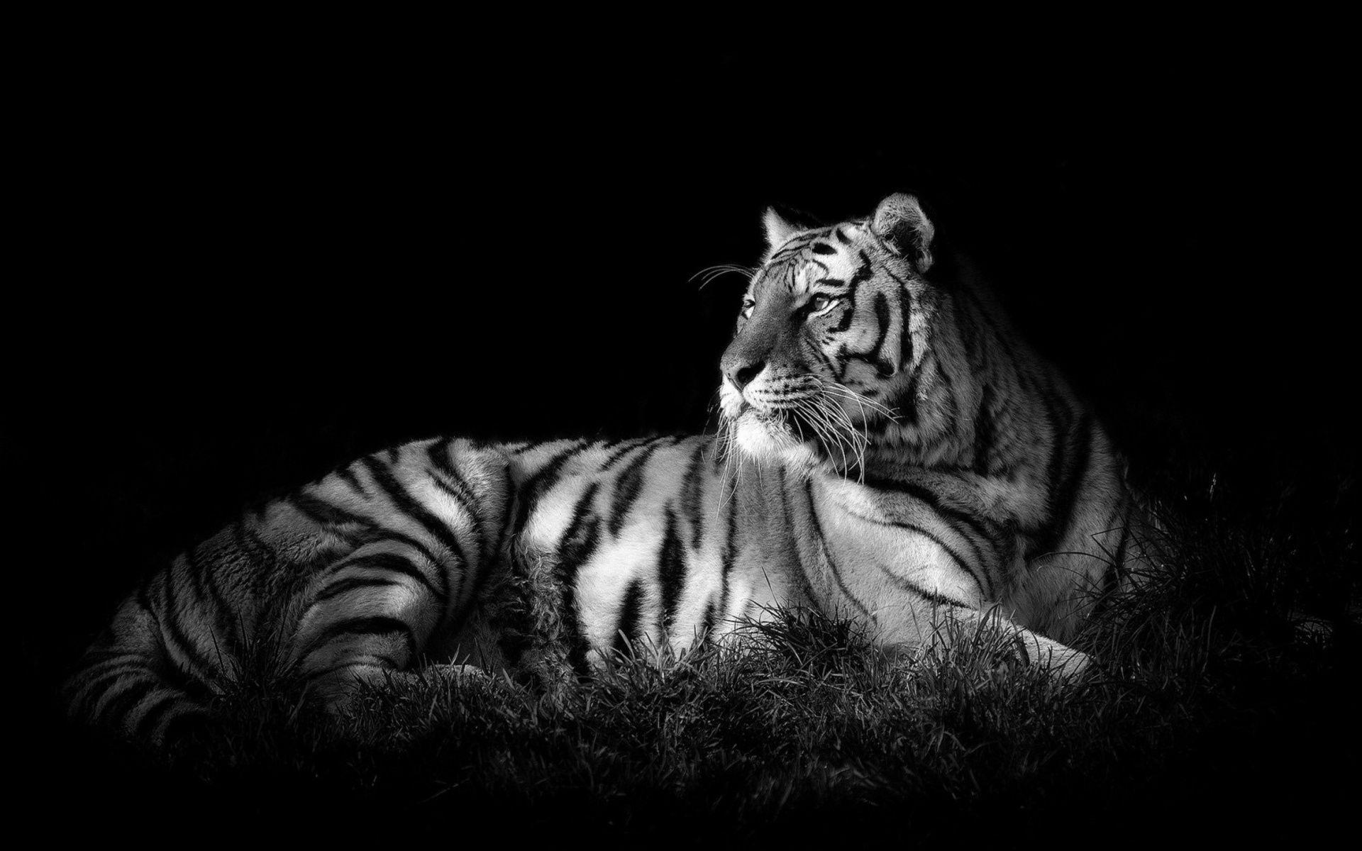 Black And White Tigers Wallpapers Wallpaper Cave