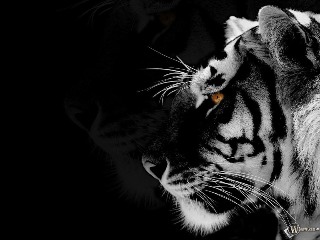 Black And White Tigers Wallpapers Wallpaper Cave
