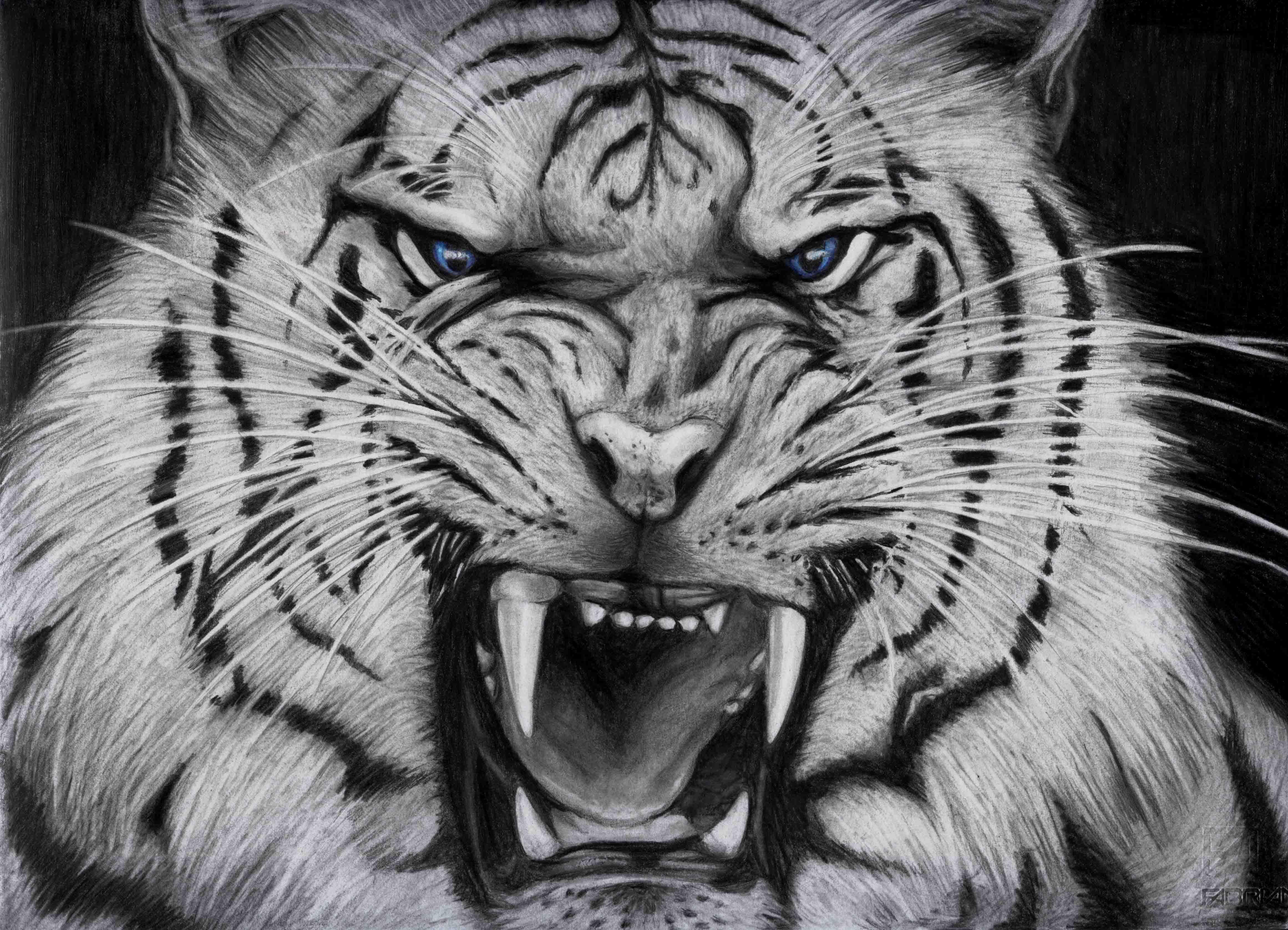 Black And White Tigers Wallpapers Wallpaper Cave