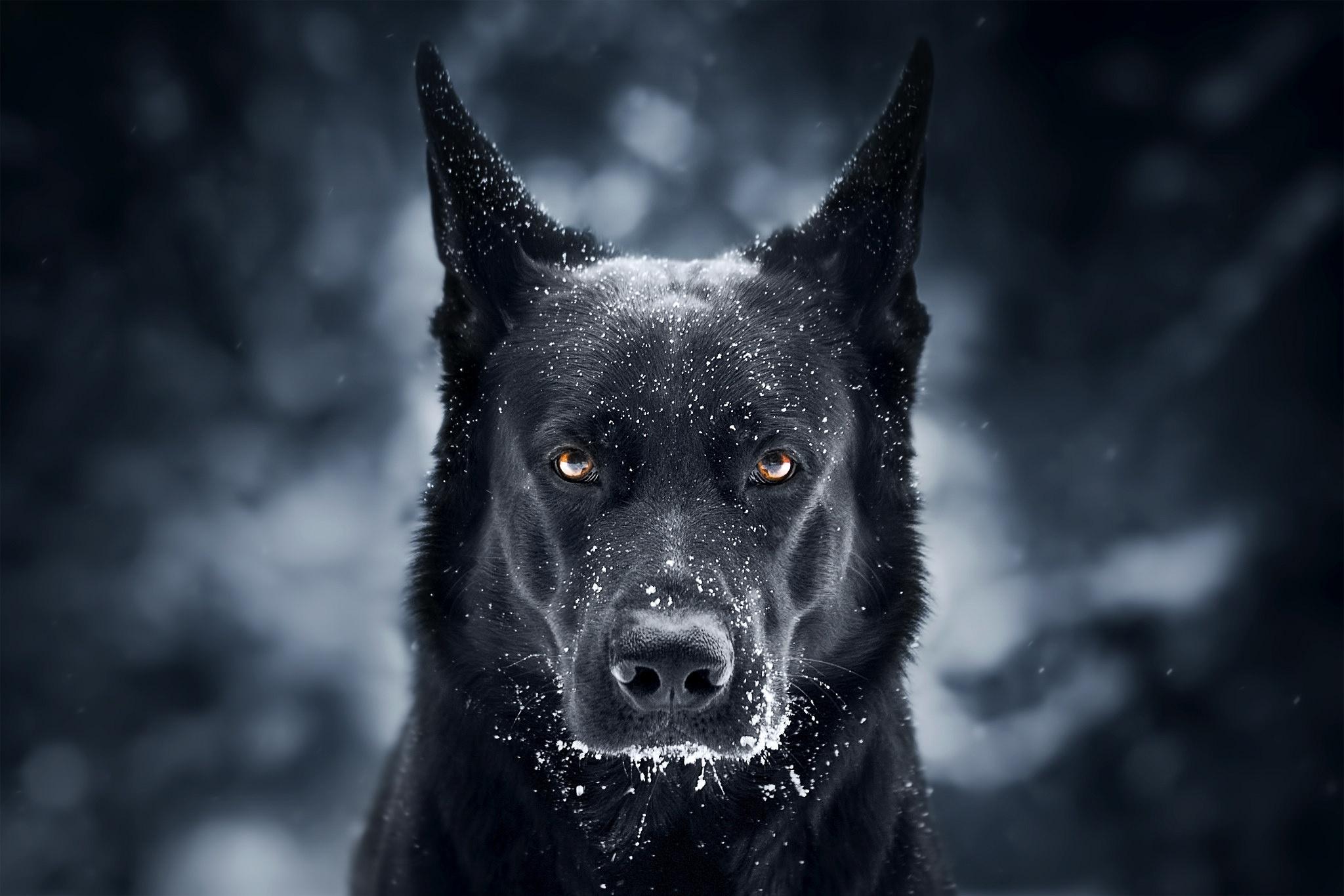 Black Dog HD Wallpapers Wallpaper Cave