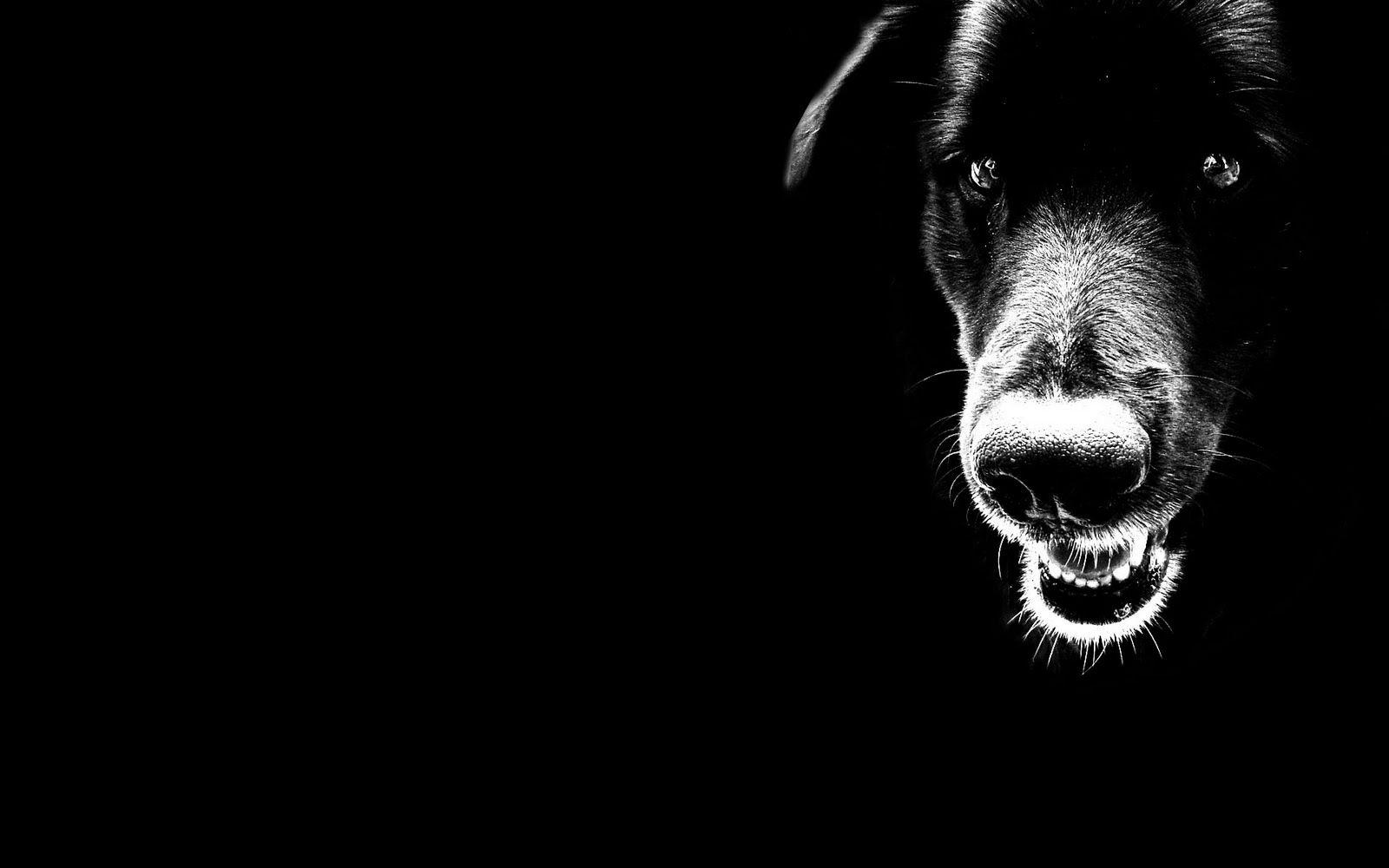 Black Dog HD Wallpapers Wallpaper Cave