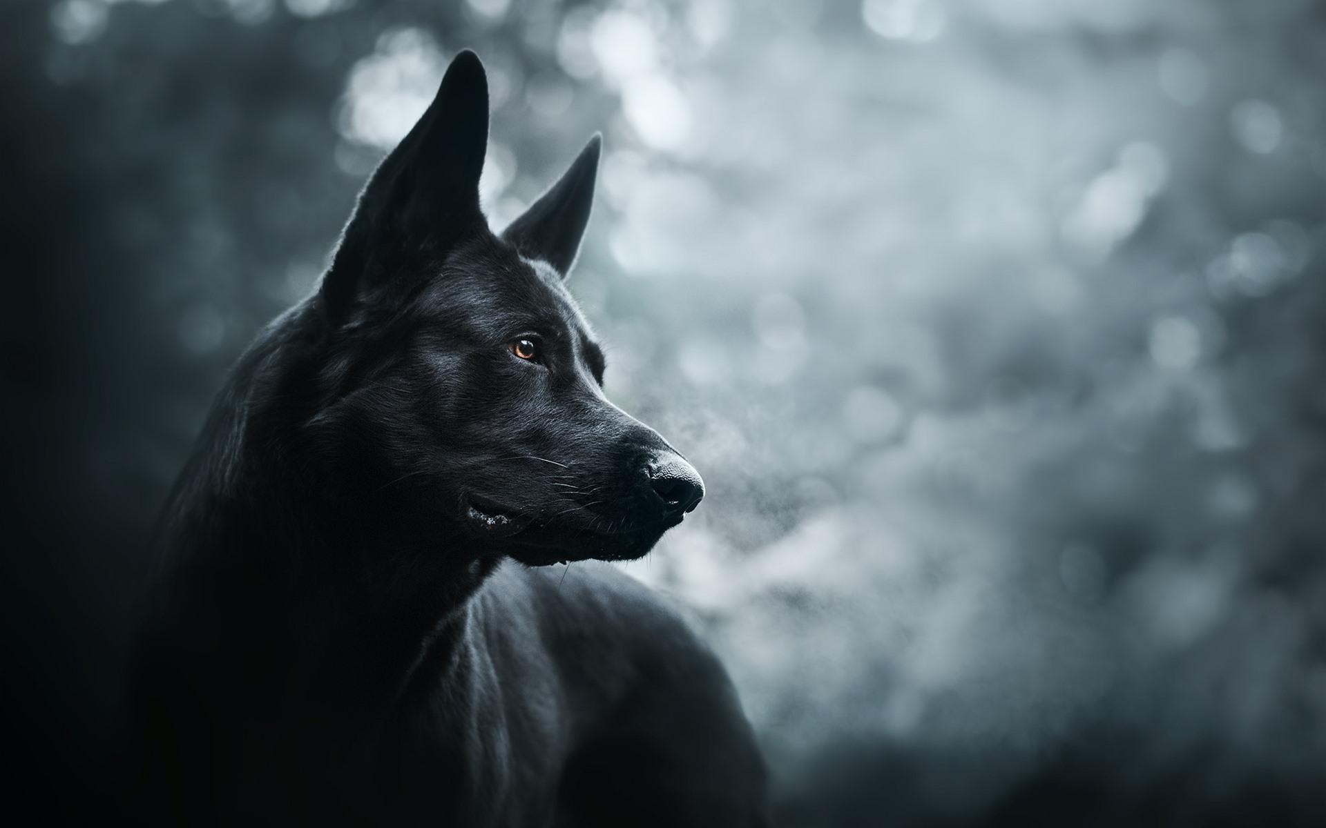 Black Dog HD Wallpapers Wallpaper Cave