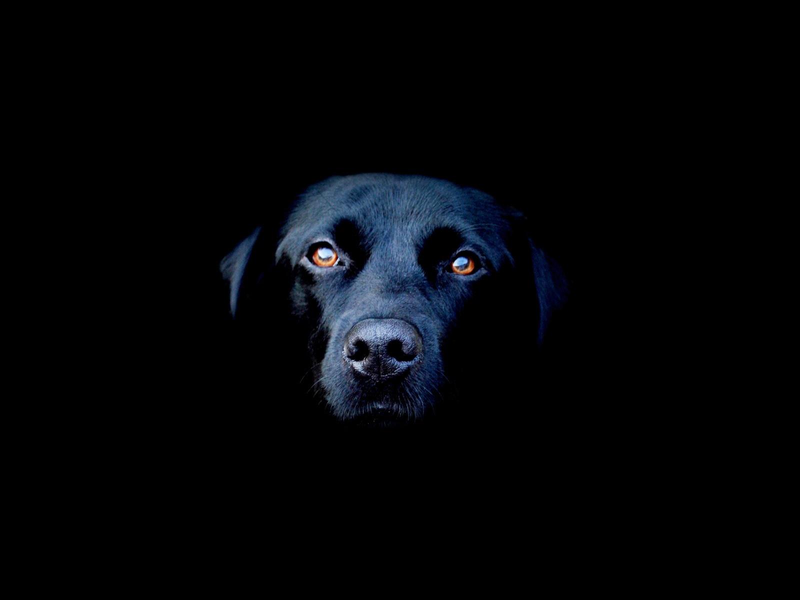 Black Dog HD Wallpapers Wallpaper Cave