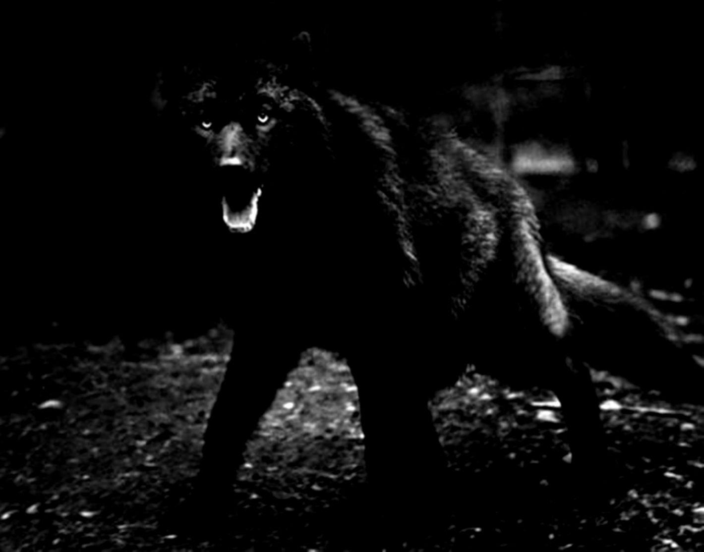 Black Dog HD Wallpapers Wallpaper Cave