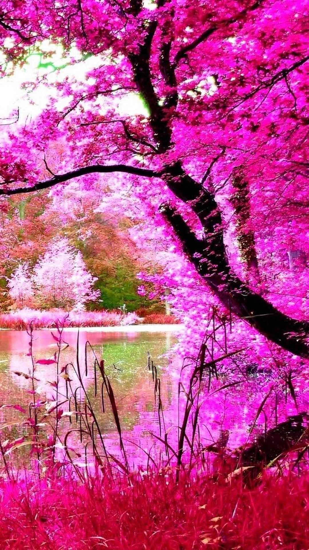 Pink Forest Android Wallpapers Wallpaper Cave
