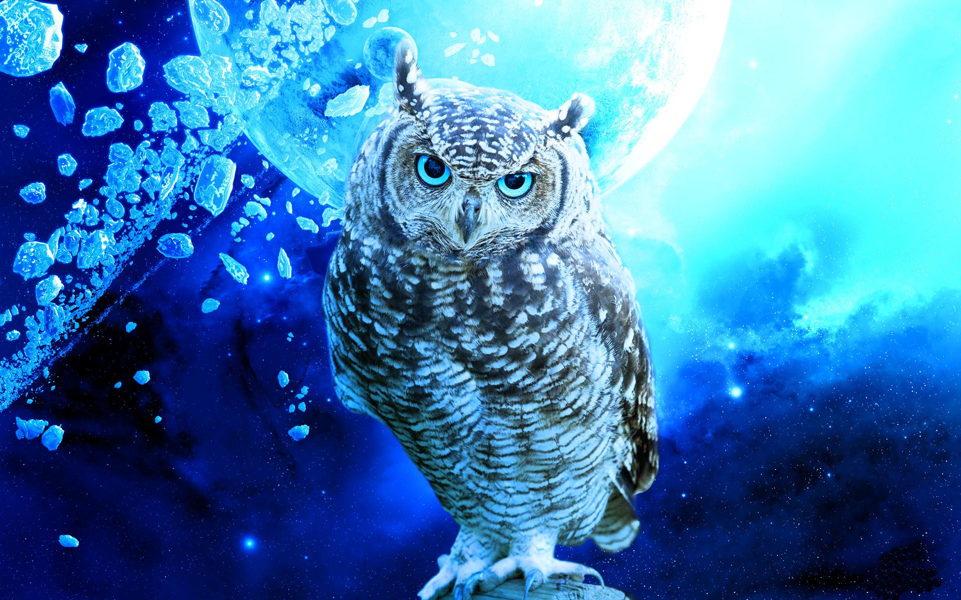 Night Owls Wallpapers Wallpaper Cave