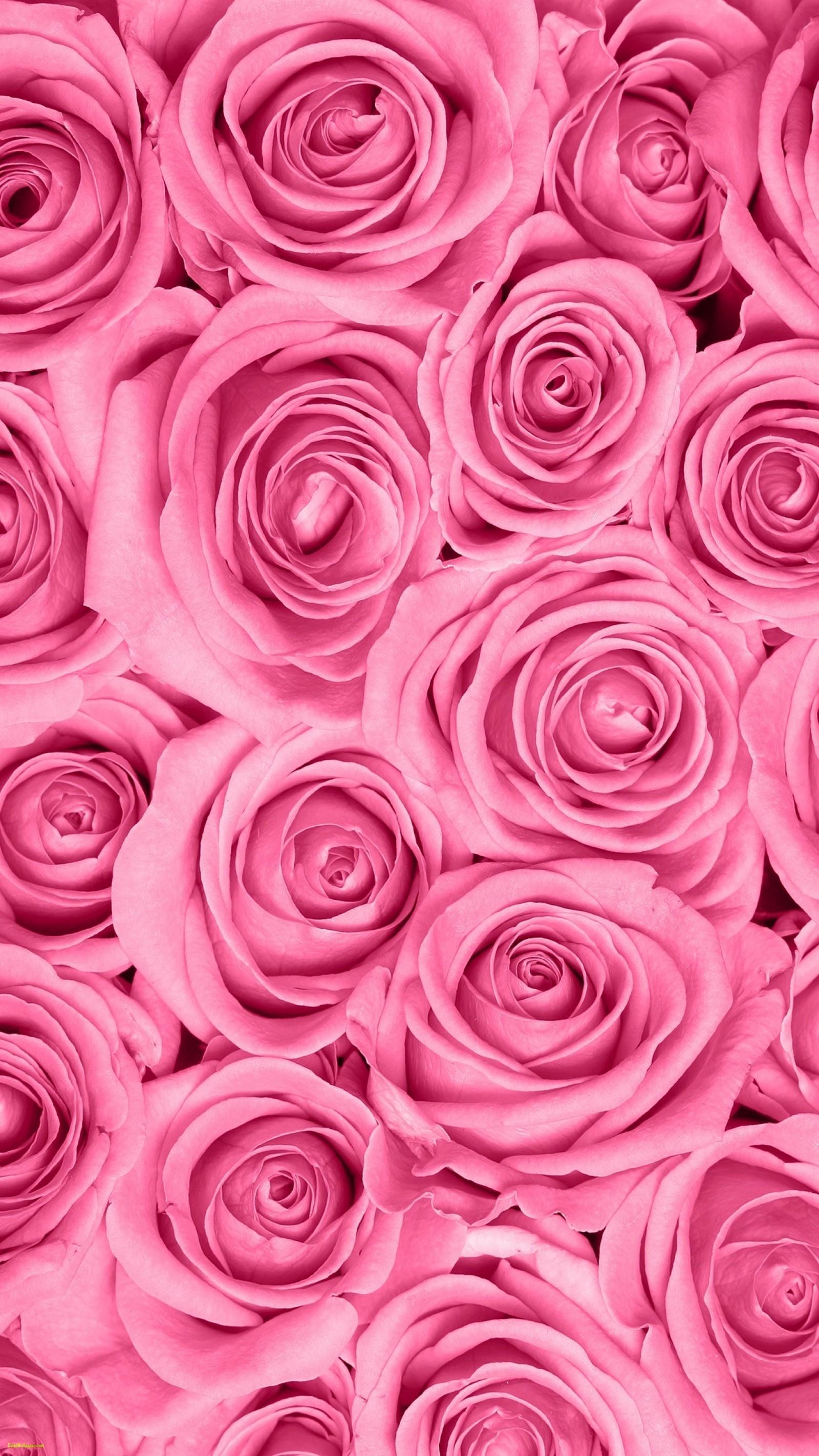 Pink Rose Photo Wallpapers Wallpaper Cave