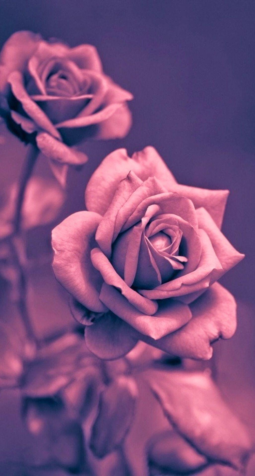 Dark Pink Rose HD iPhone Wallpapers Wallpaper Cave