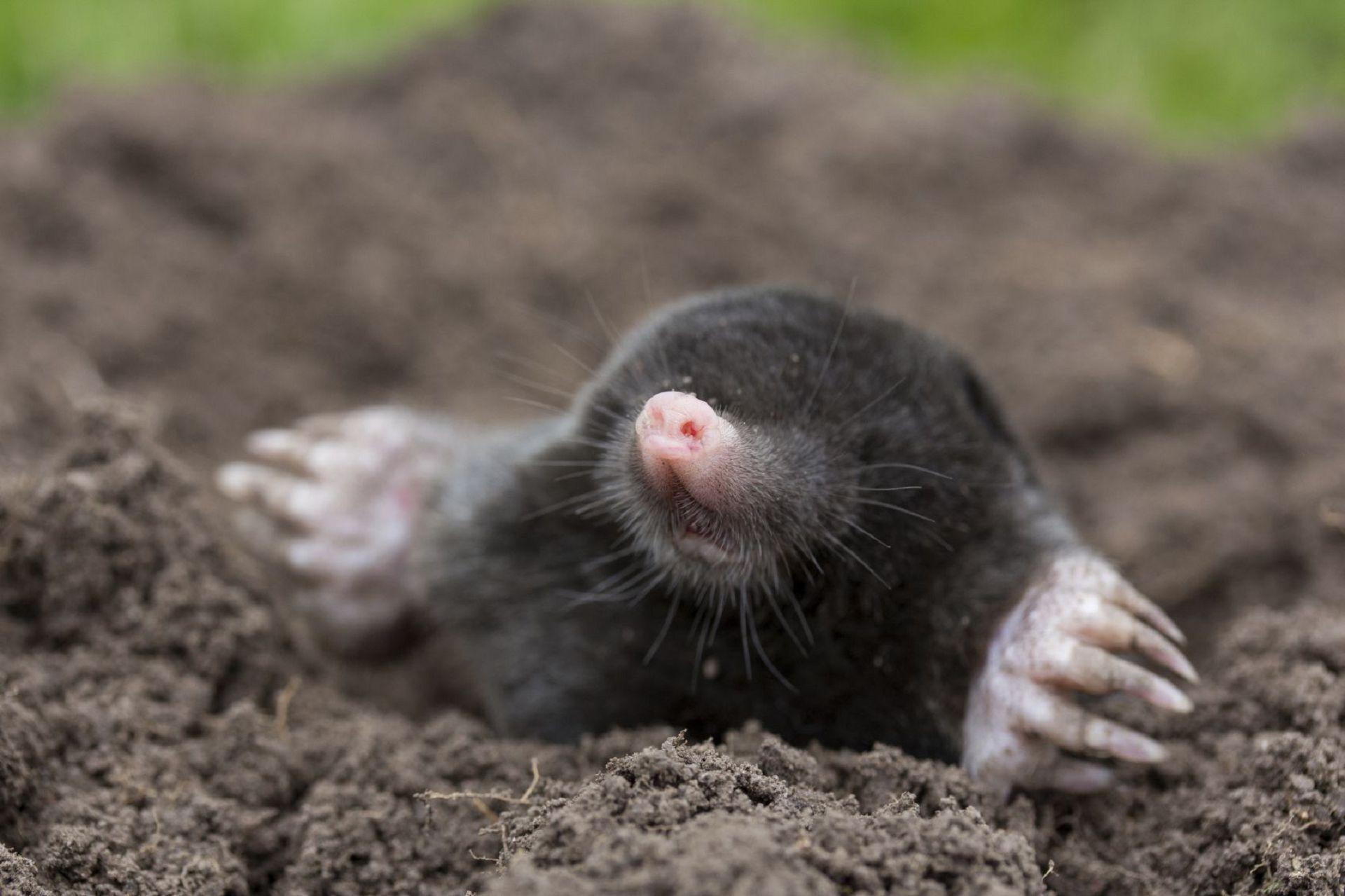 Mole Animal Wallpapers Wallpaper Cave