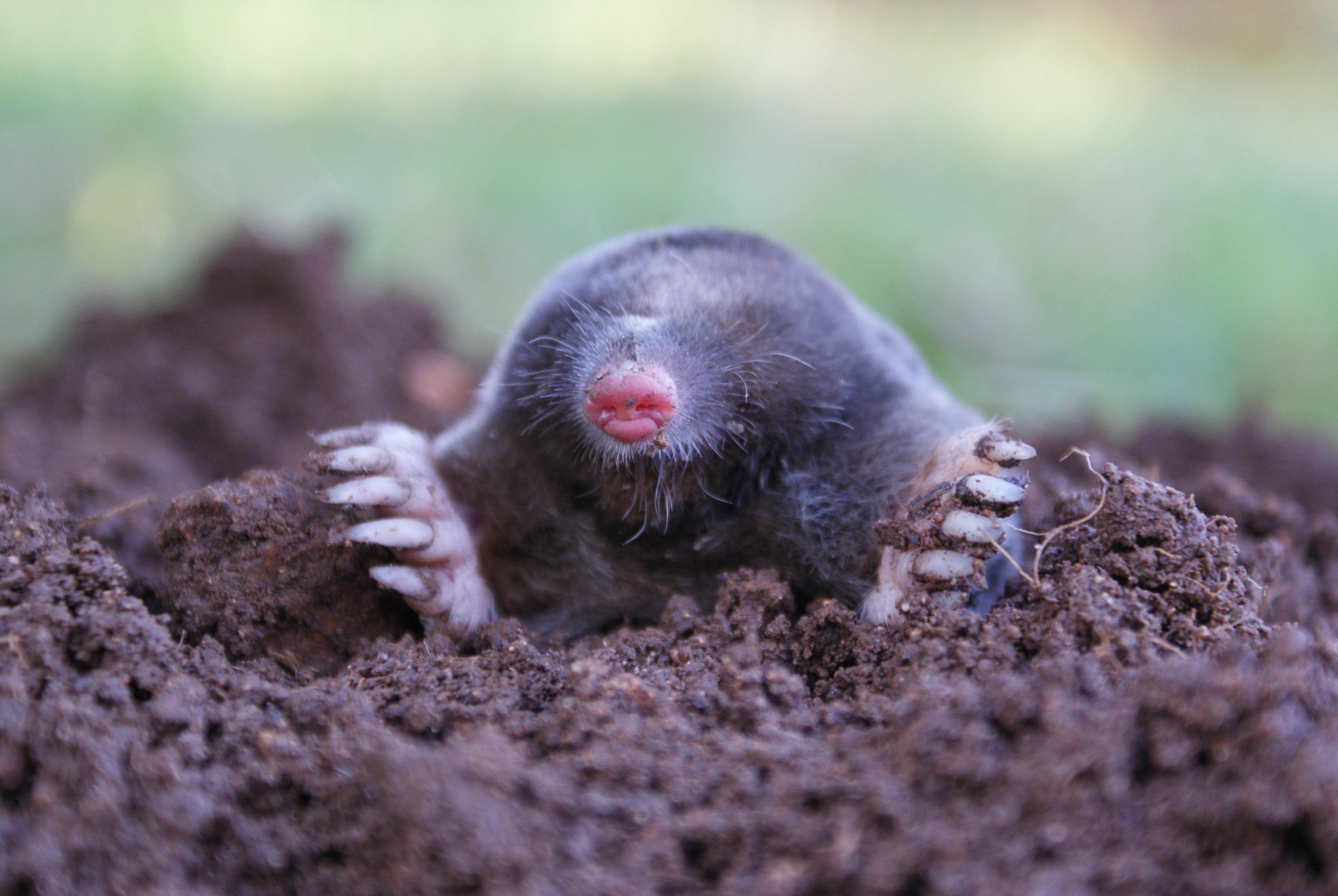 Mole Animal Wallpapers Wallpaper Cave
