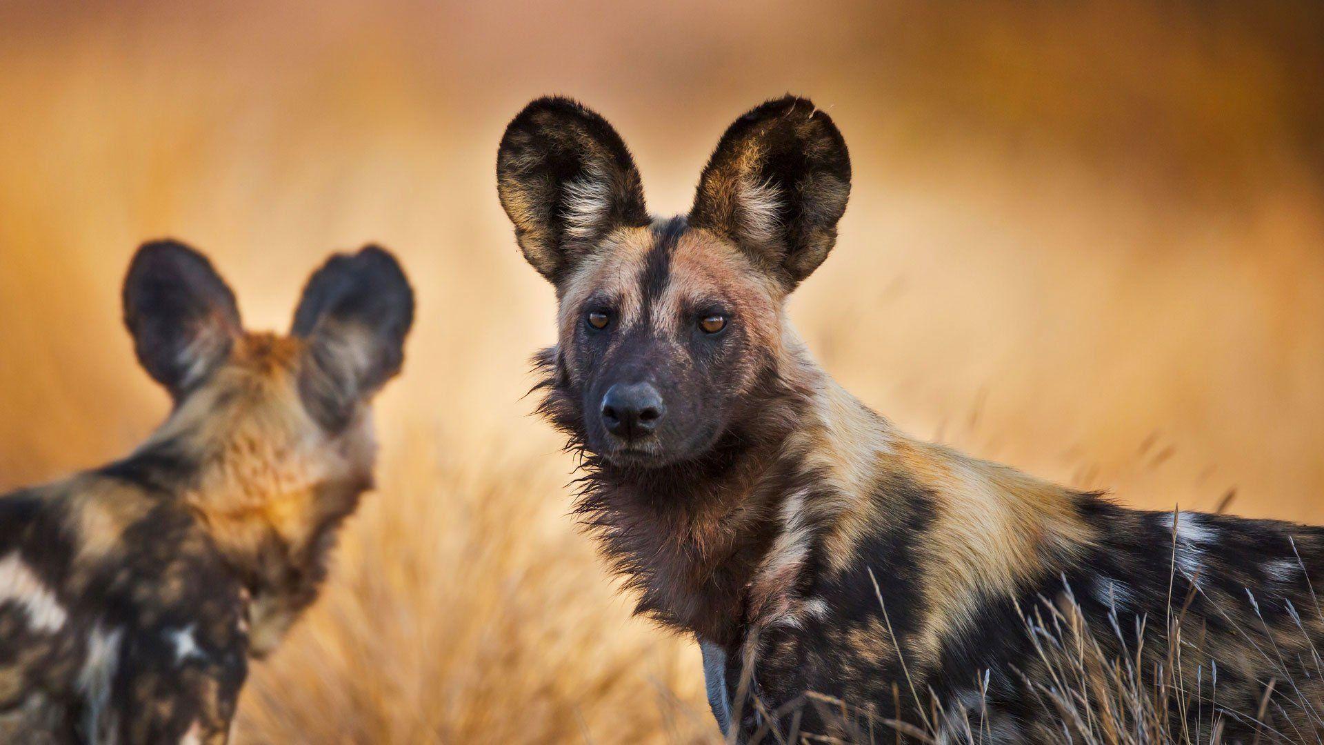 African Wild Dog Wallpapers Wallpaper Cave