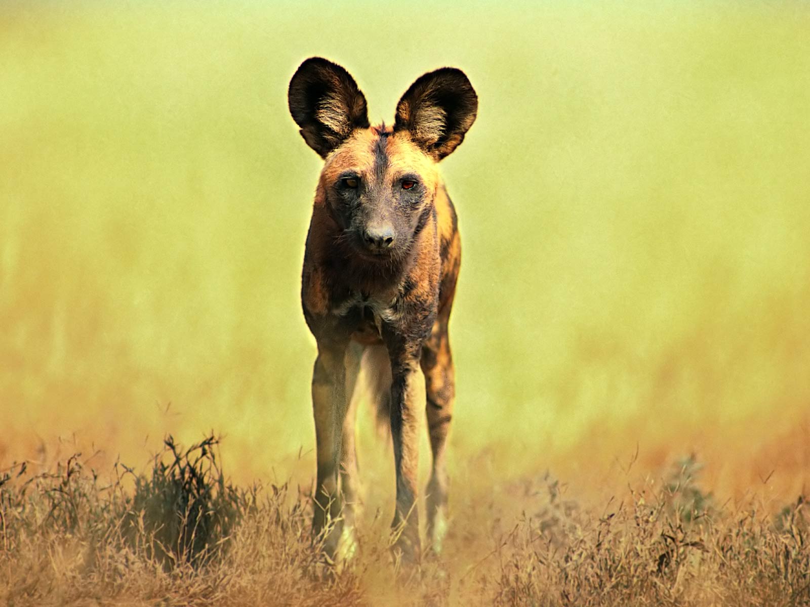 African Wild Dog Wallpapers Wallpaper Cave