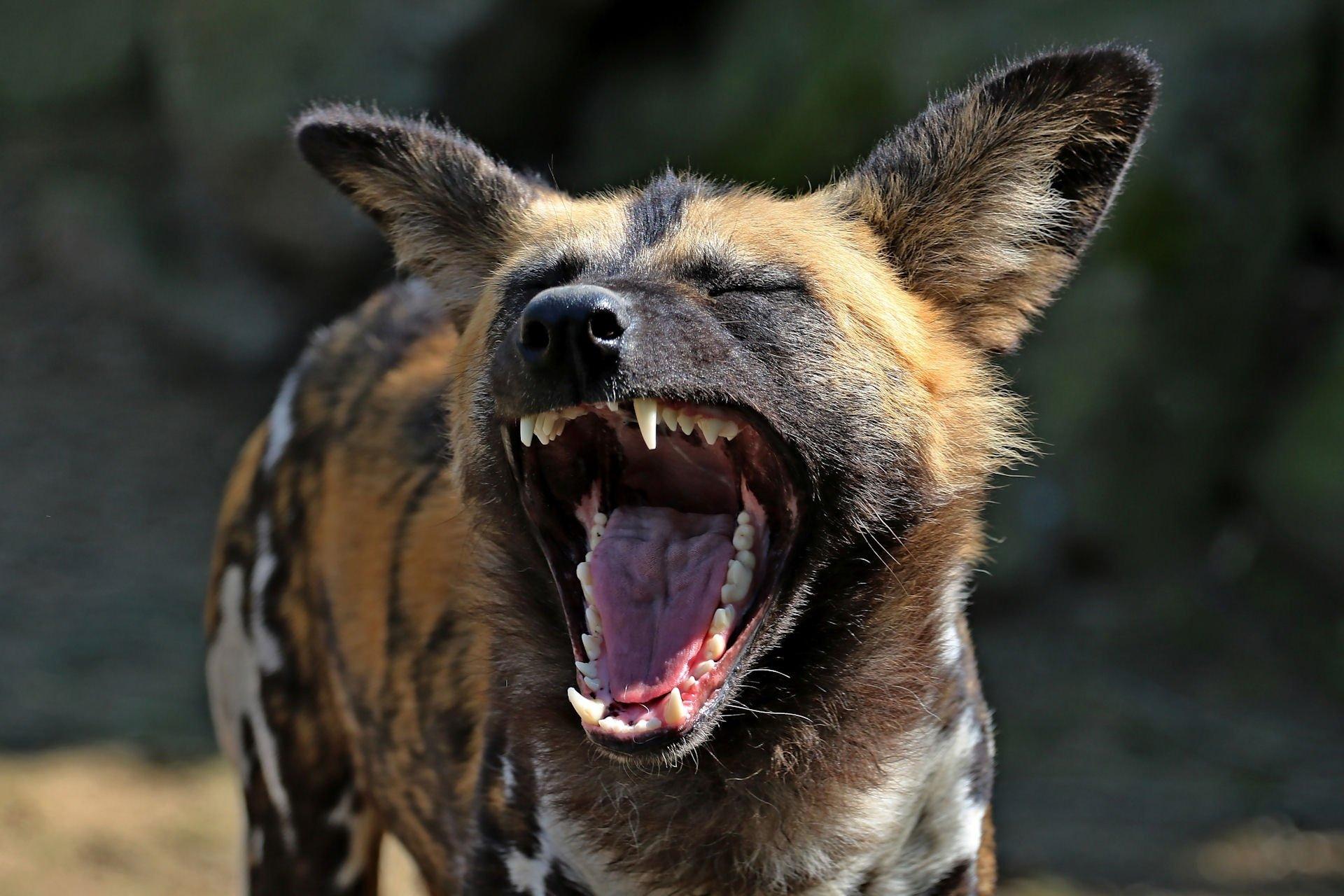 African Wild Dog Wallpapers Wallpaper Cave