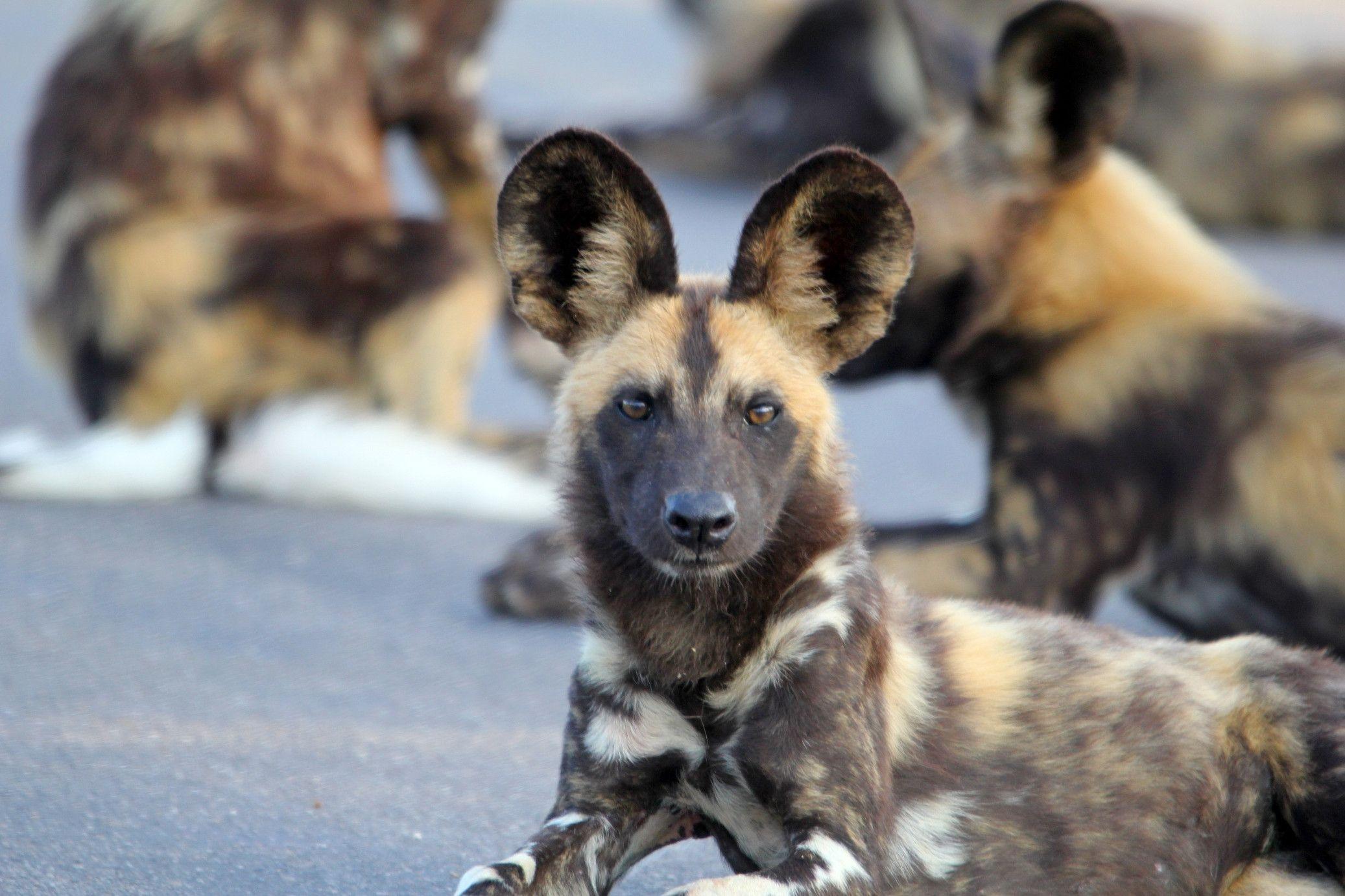 African Wild Dog Wallpapers Wallpaper Cave