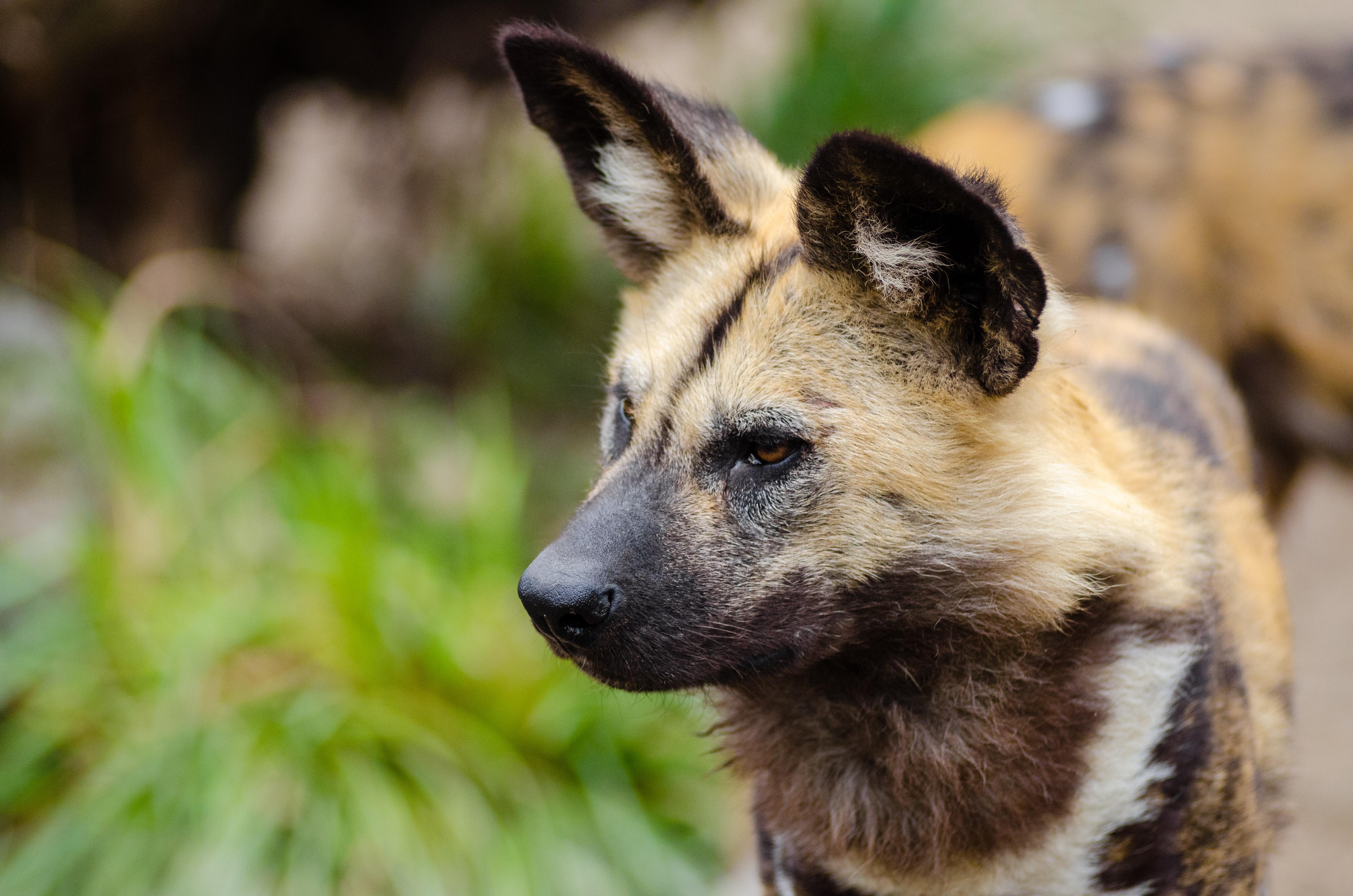 African Wild Dog Wallpapers Wallpaper Cave