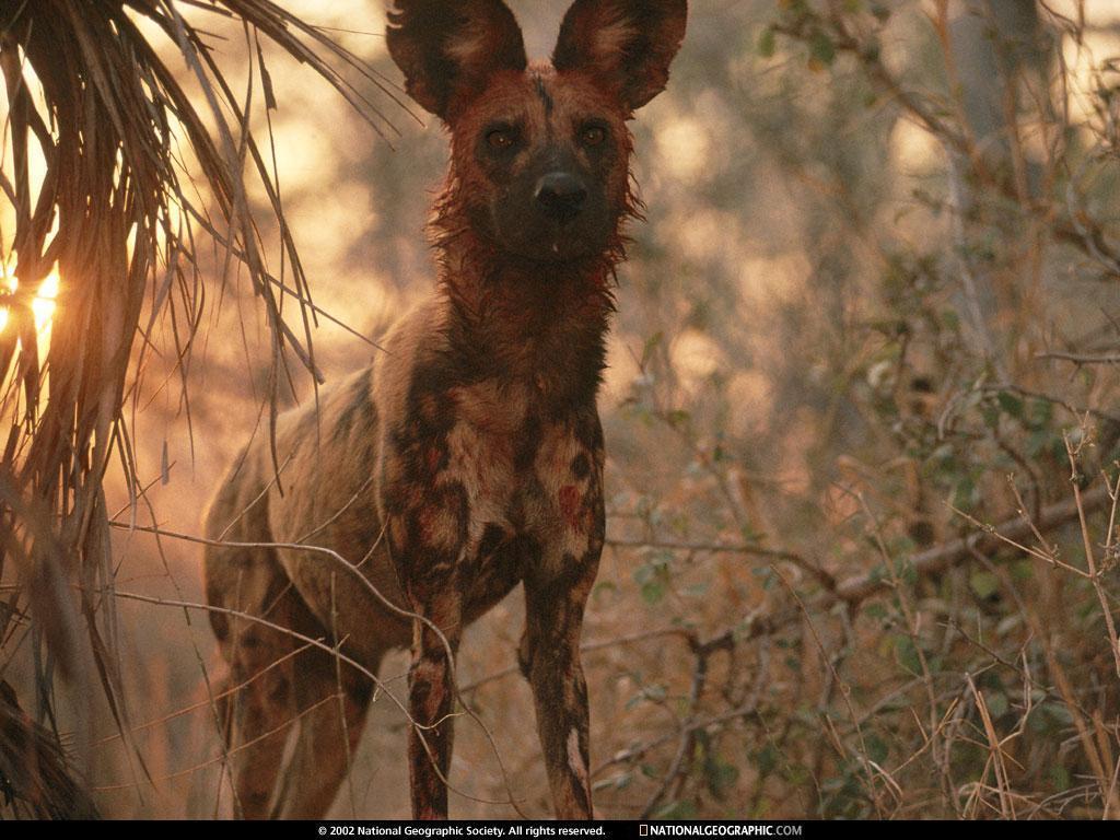 African Wild Dog Wallpapers Wallpaper Cave