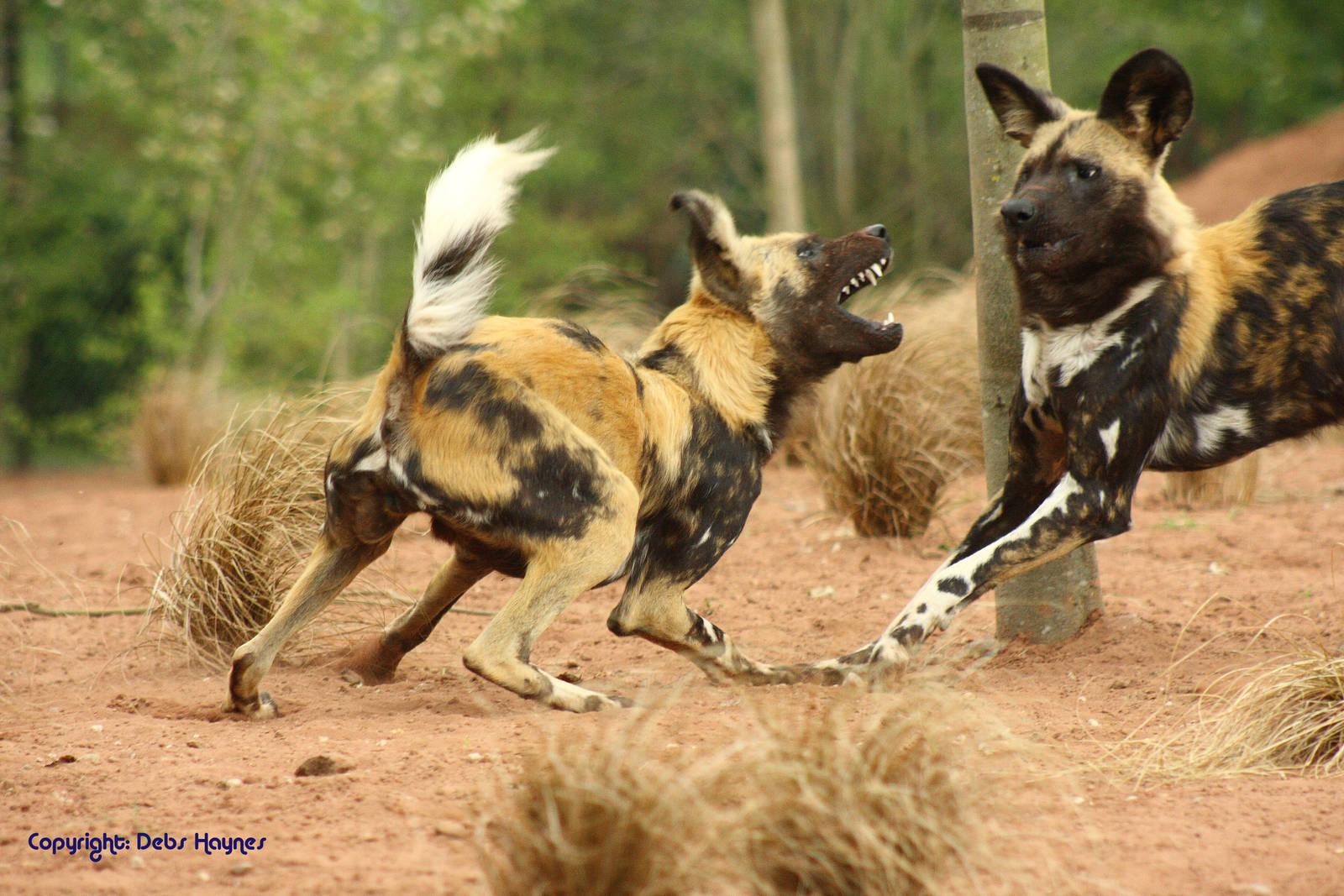 African Wild Dog Wallpapers Wallpaper Cave