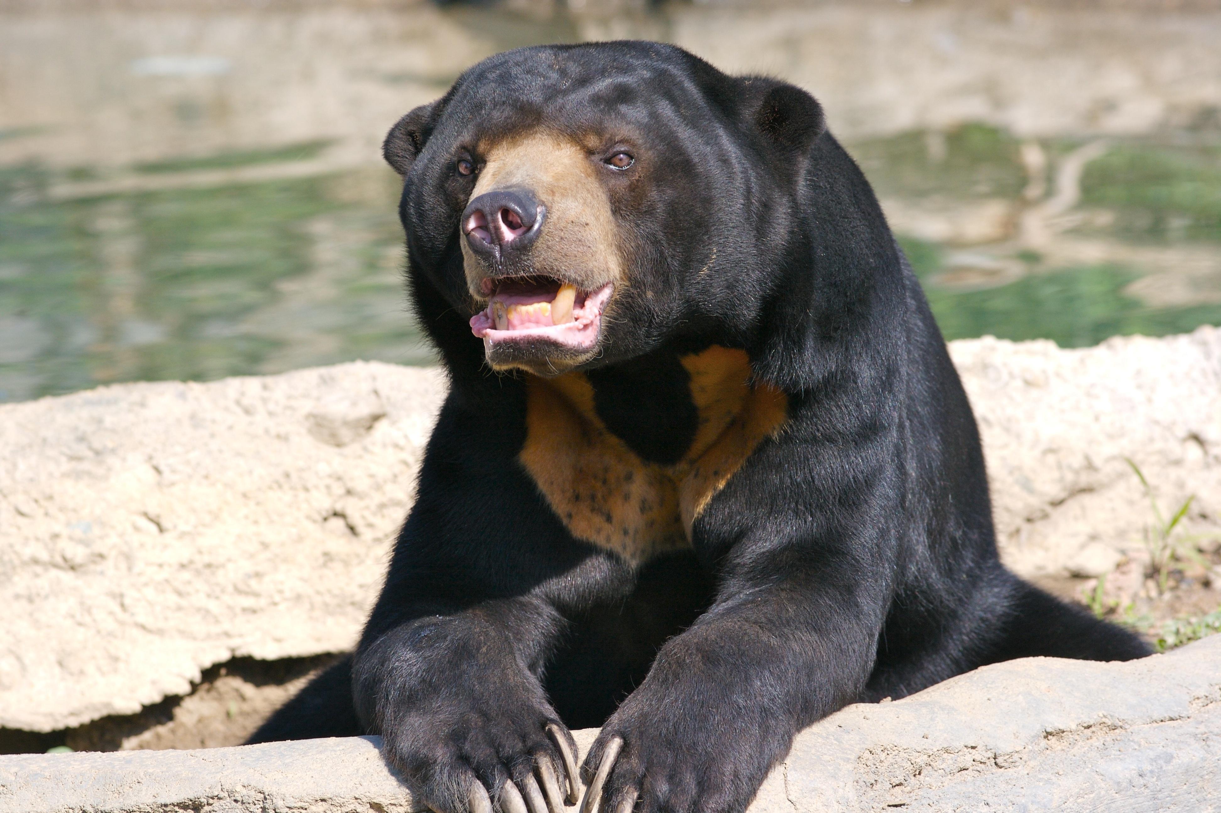 Sun Bear Wallpapers Wallpaper Cave