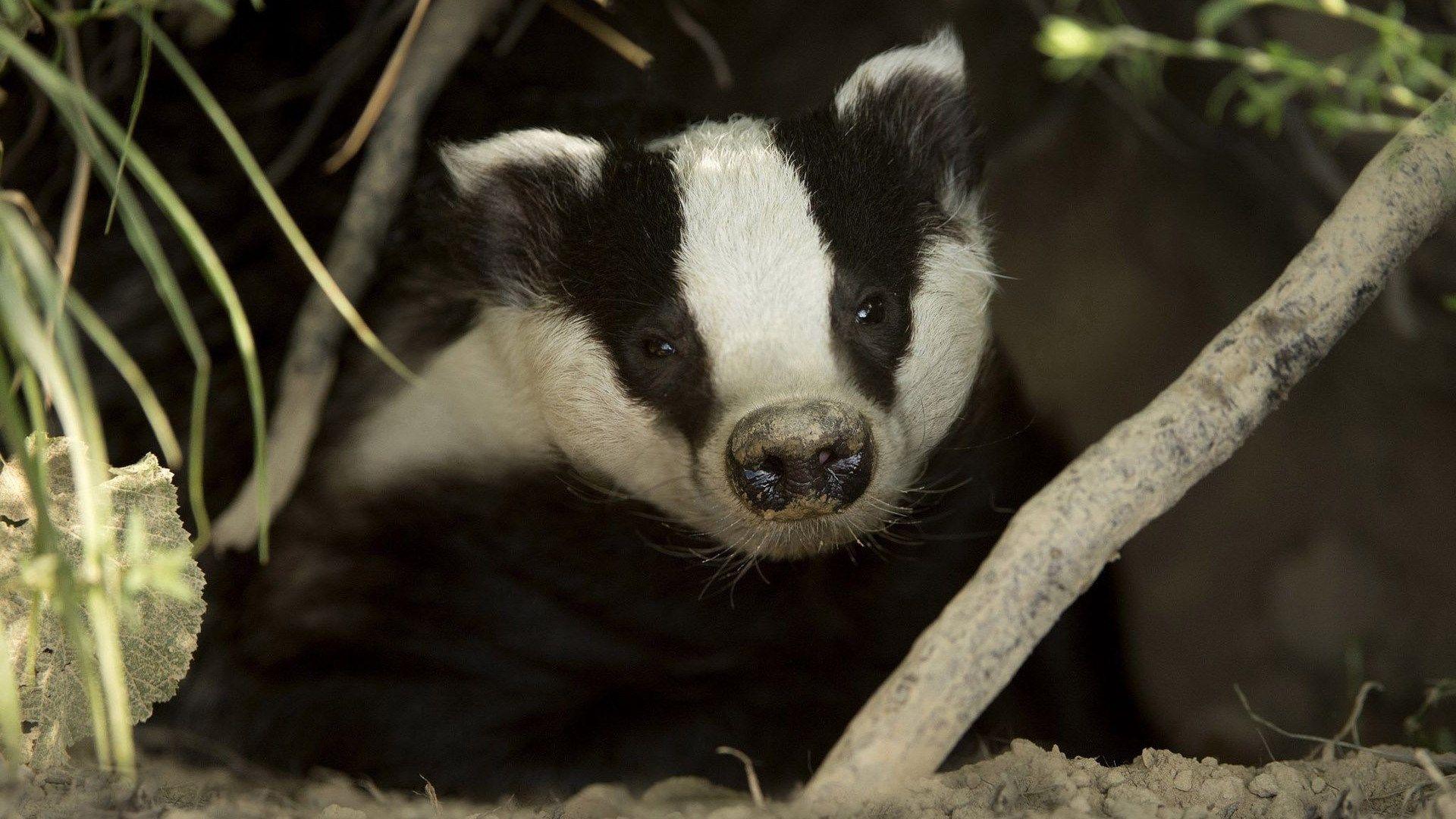 Stink Badgers Wallpapers Wallpaper Cave