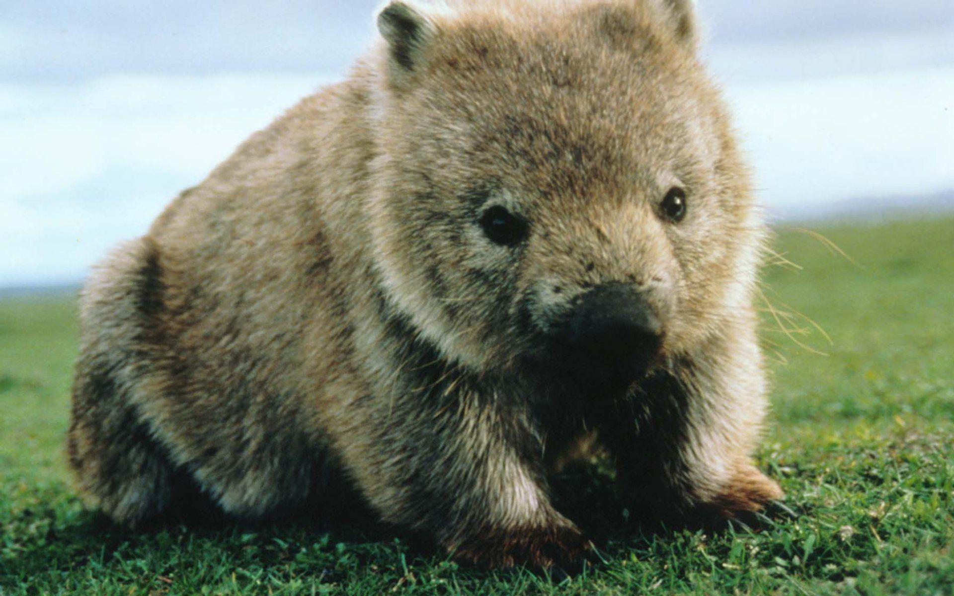Wombats Wallpapers - Wallpaper Cave