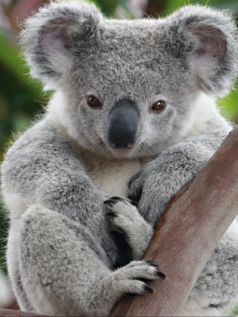 Koala Hd Wallpapers Wallpaper Cave