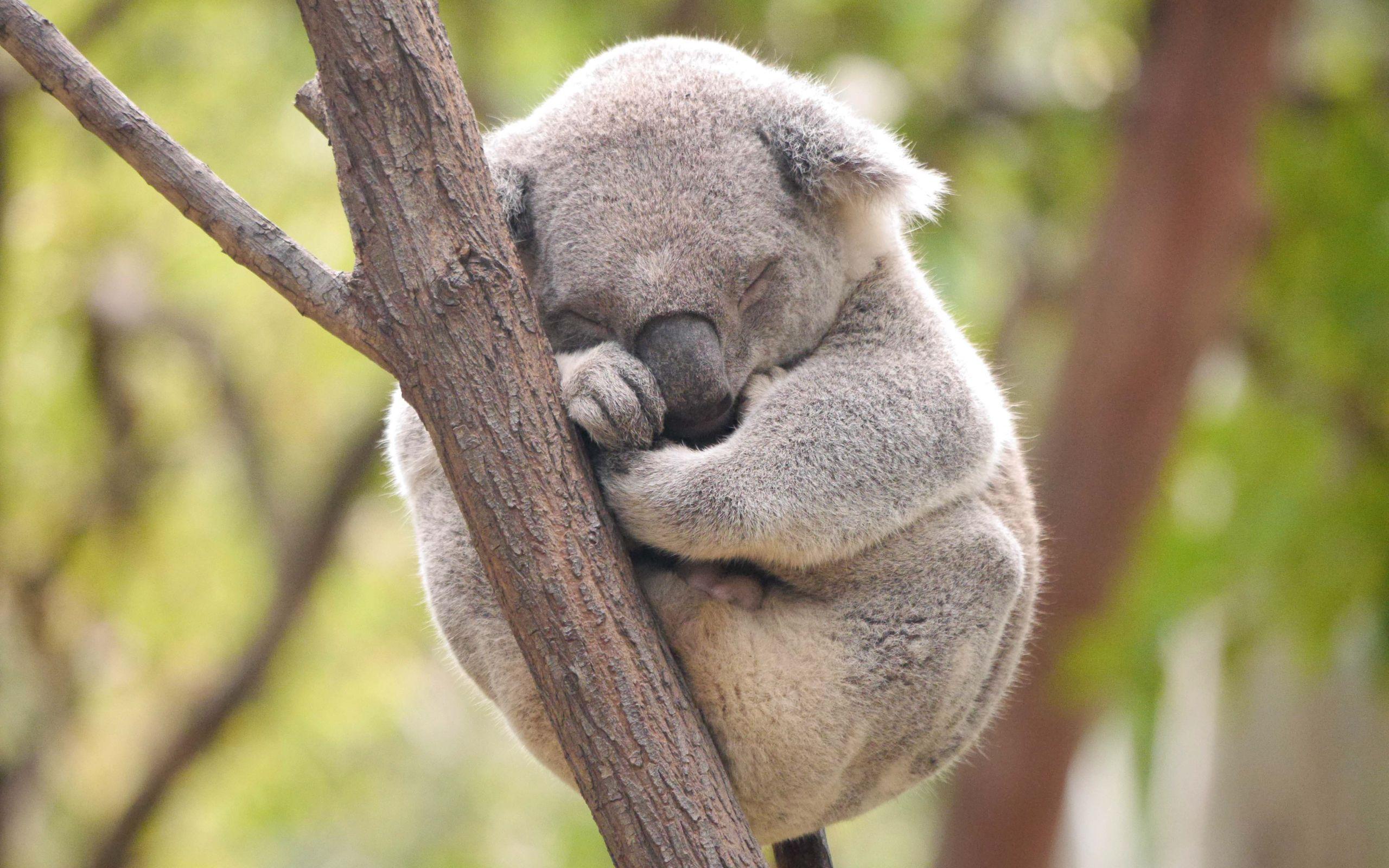 Koala Hd Wallpapers Wallpaper Cave