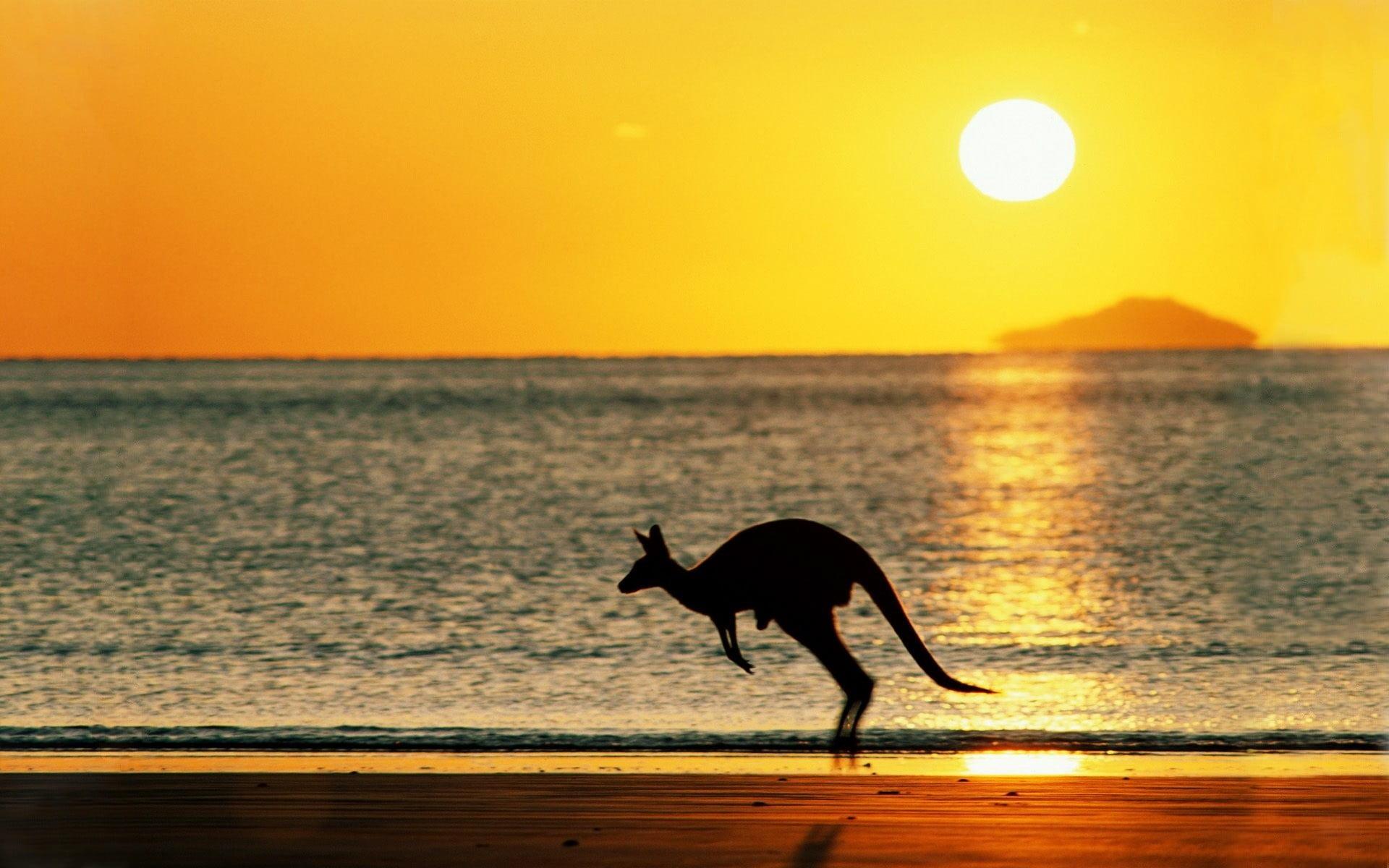 Kangaroo Hd Wallpapers Wallpaper Cave