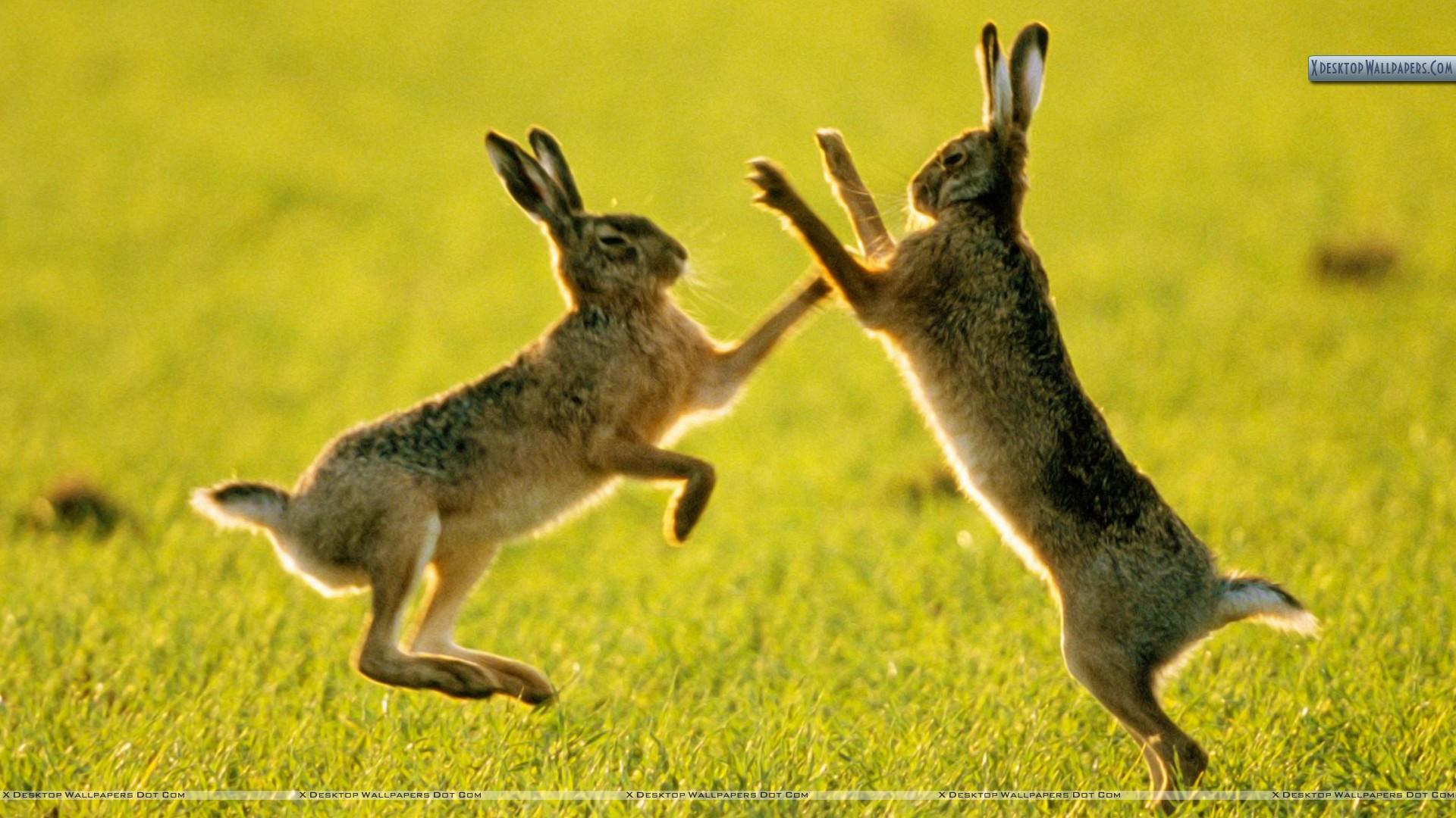 Hares Wallpapers Wallpaper Cave