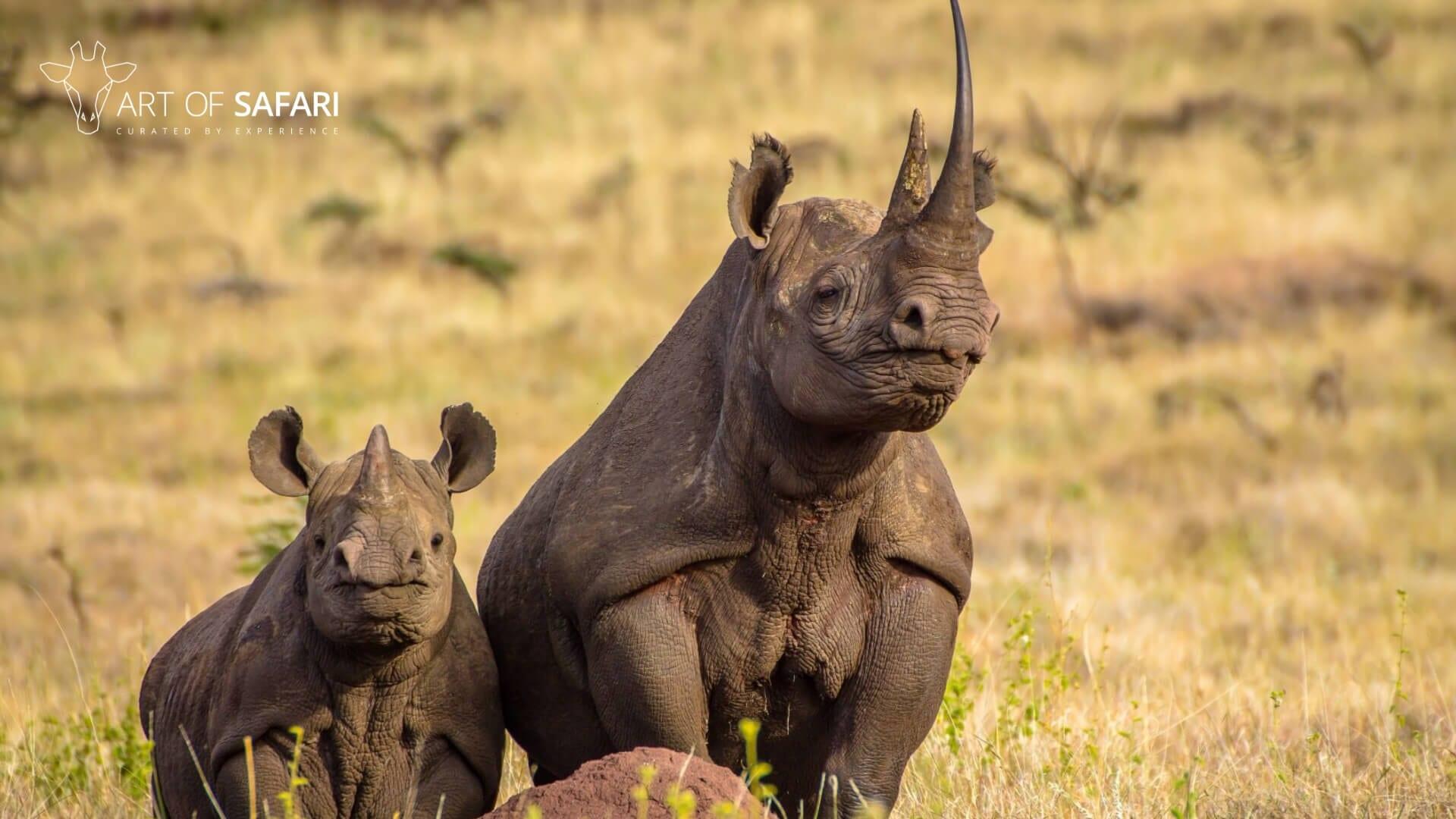 Black Rhinoceros Wallpapers Wallpaper Cave